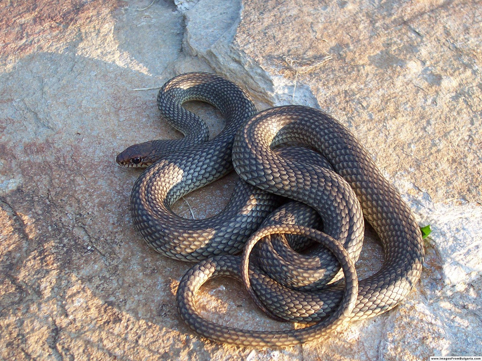 Gopher Snake With Dark Brown Body