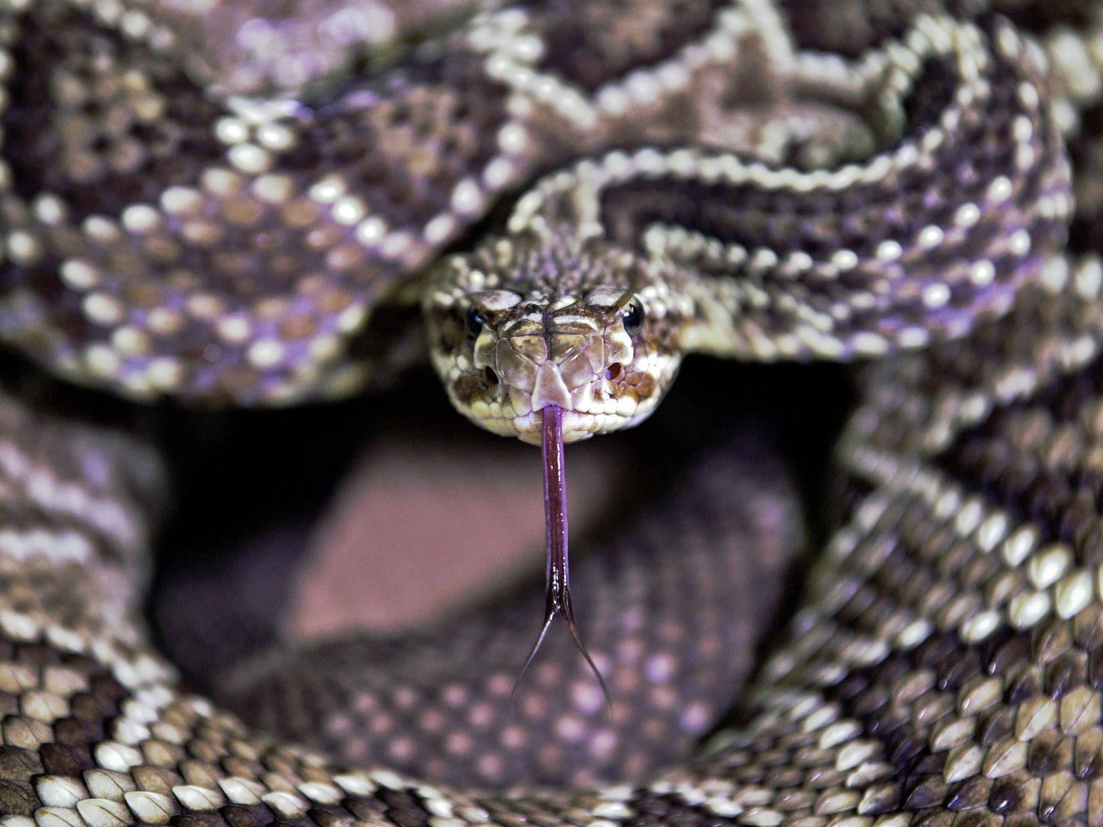 Gopher Snake With Diamond-shaped Pattern