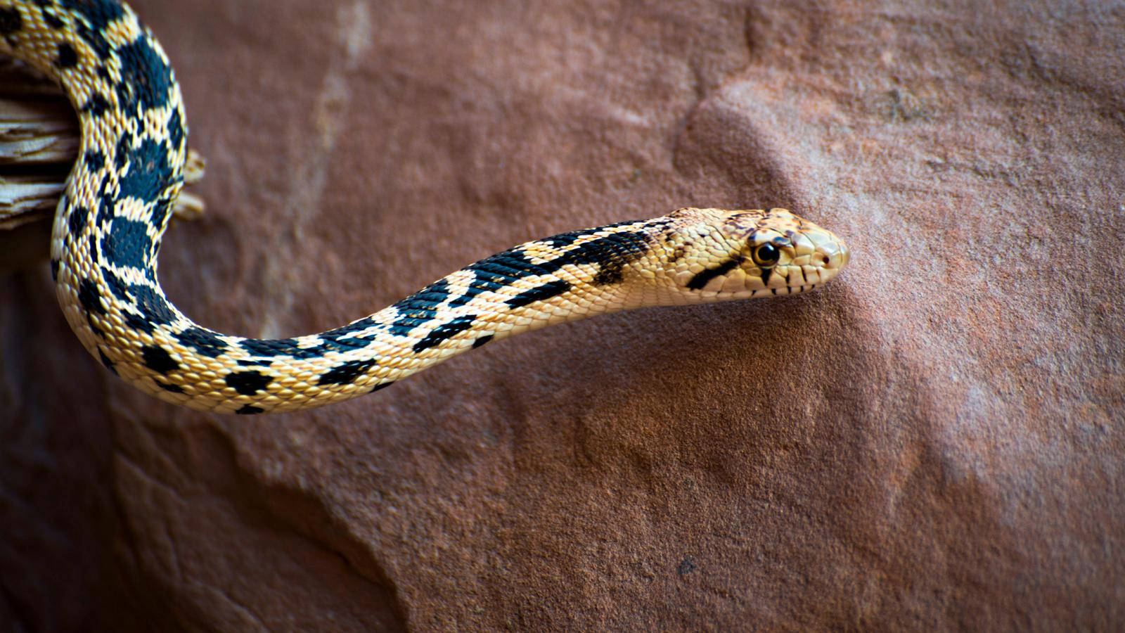 Gopher Snake With Distinct Black Pattern