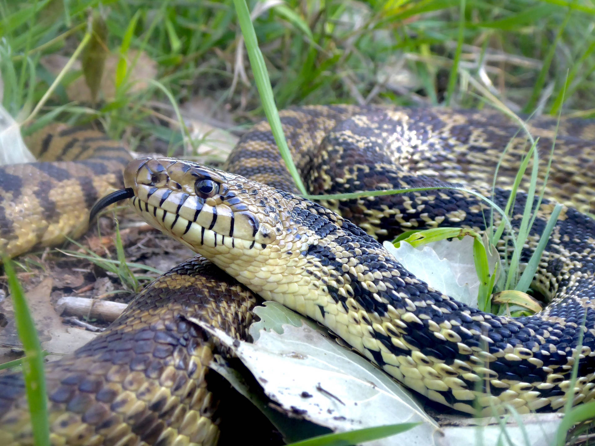 Gopher Snake With Diurnal-type Eyes