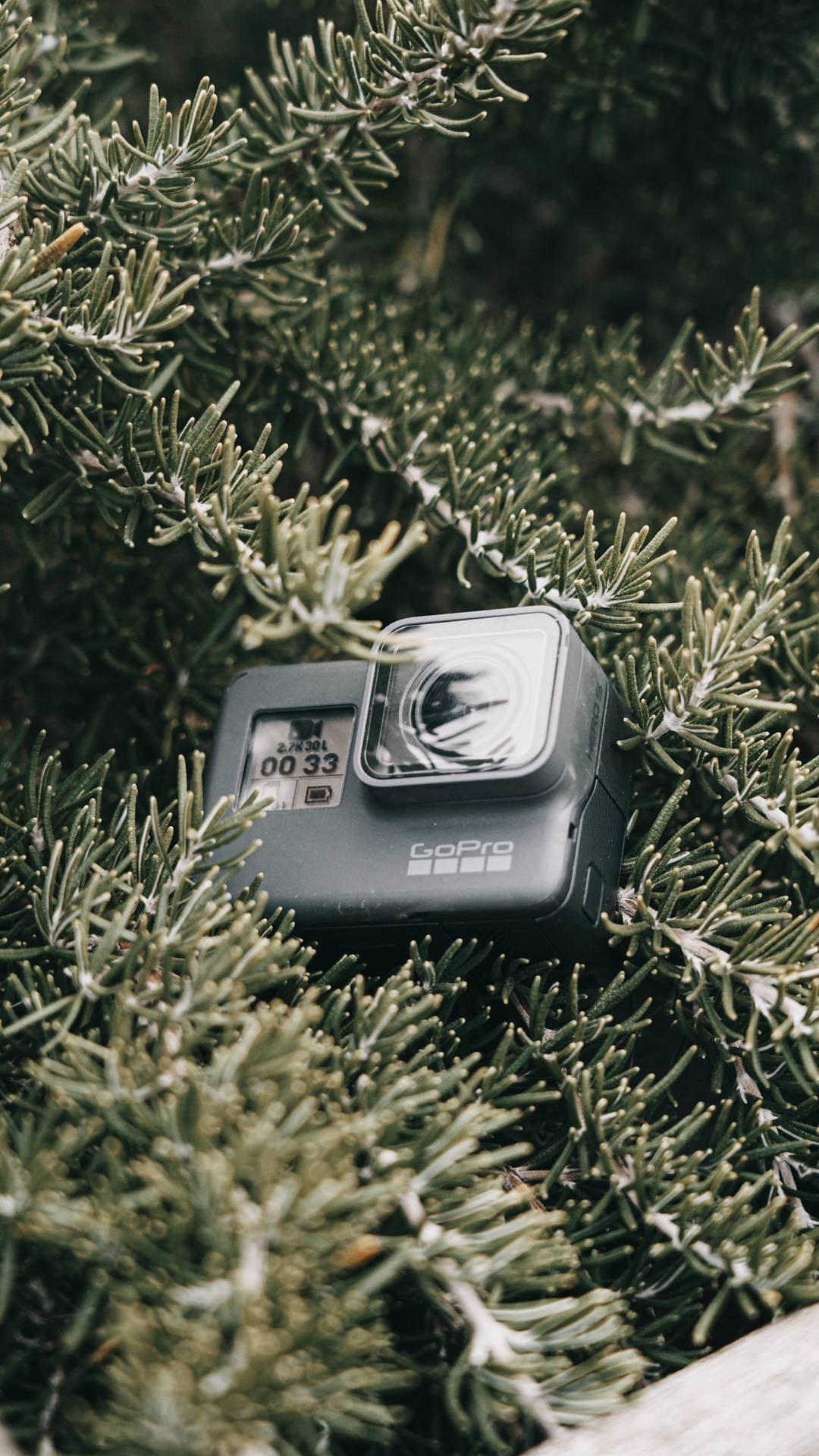 Gopro On A Pine Tree