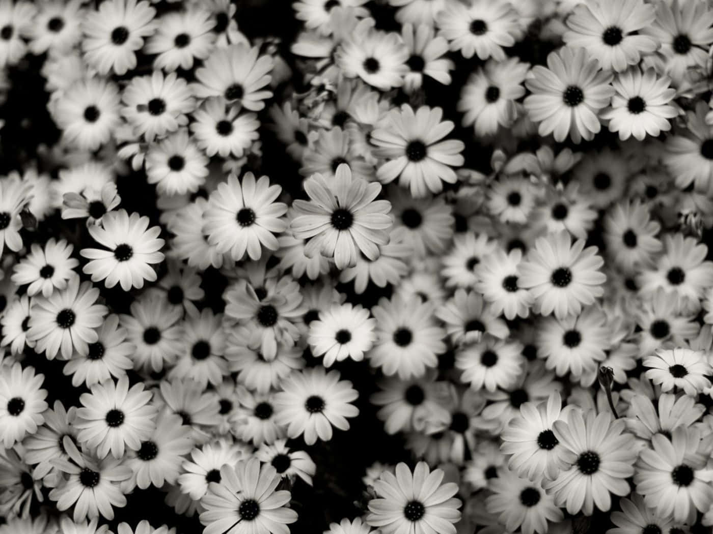 Gorgeous Black & White Flower Iphone Wallpaper