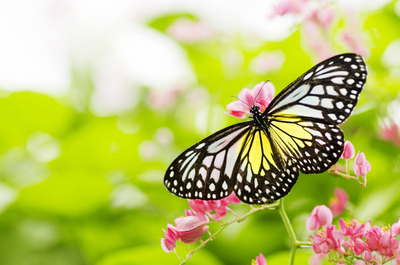 Gorgeous Butterfly On Flower