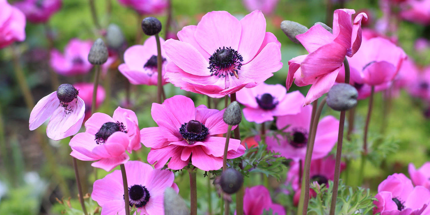 Gorgeous Pink Anemone Flowers Background