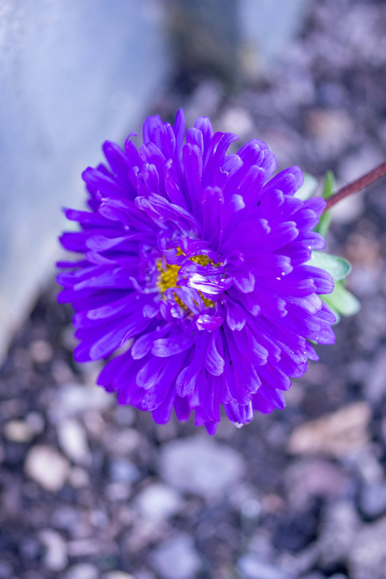 Gorgeous Purple Chrysantemum Flower Iphone Background