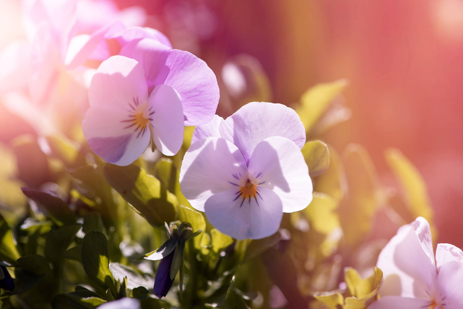 Gorgeous Purple Pansy Garden