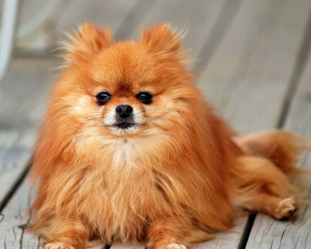 Gorgeous Small Dog Pomeranian Close Up Angle Shot Background