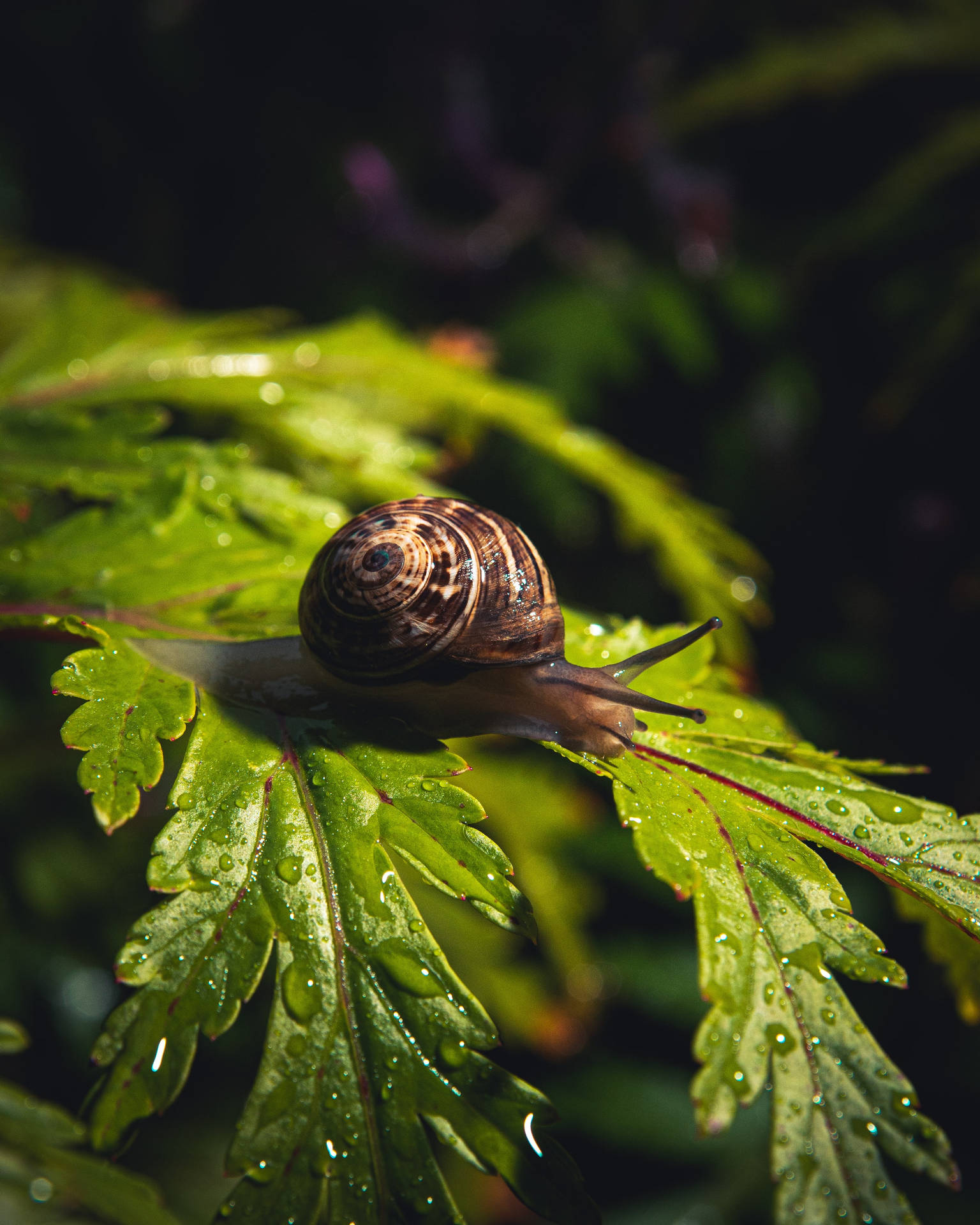 Gorgeous Snail On A Rainy Day Background
