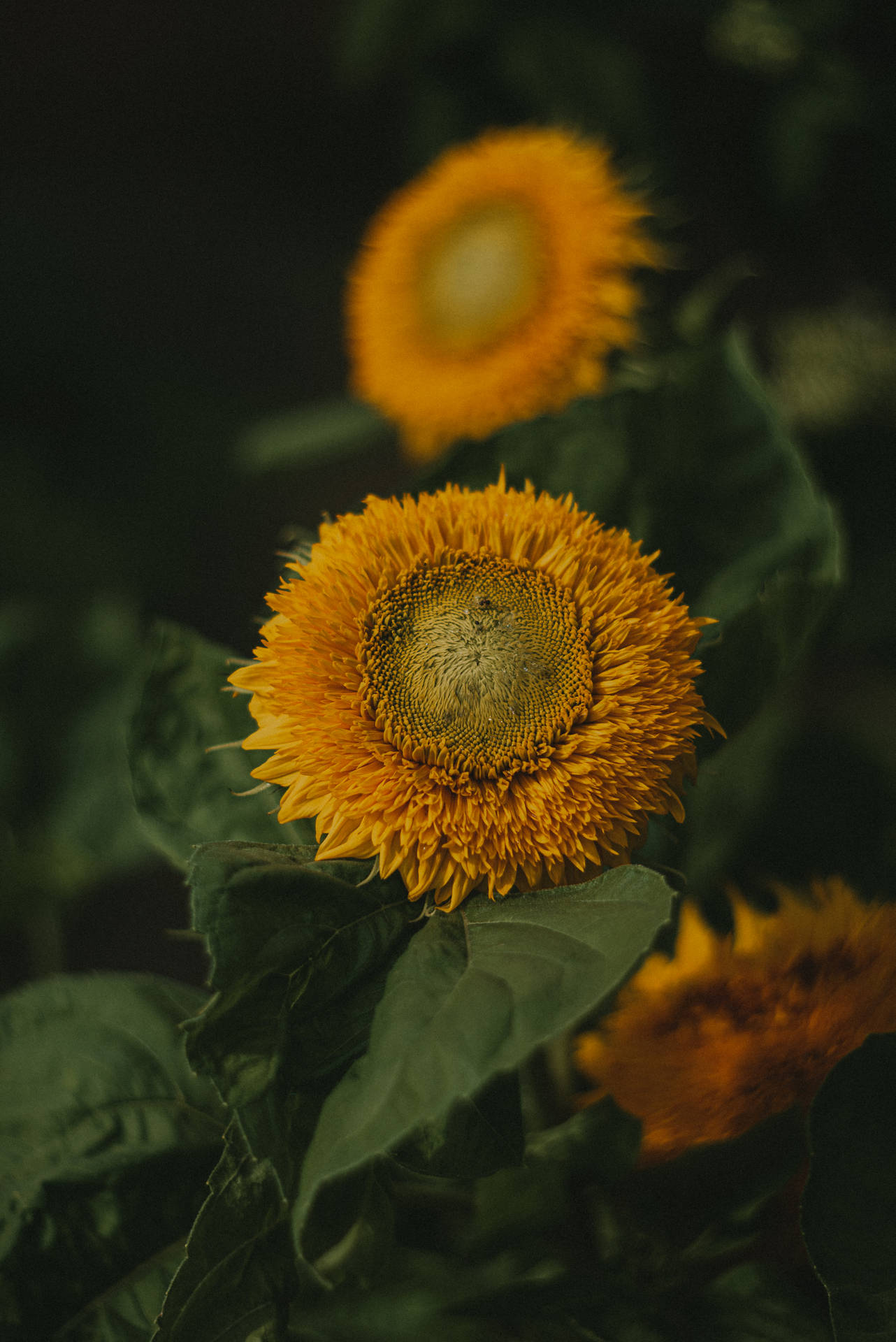 Gorgeous Sunflower Aesthetic Background