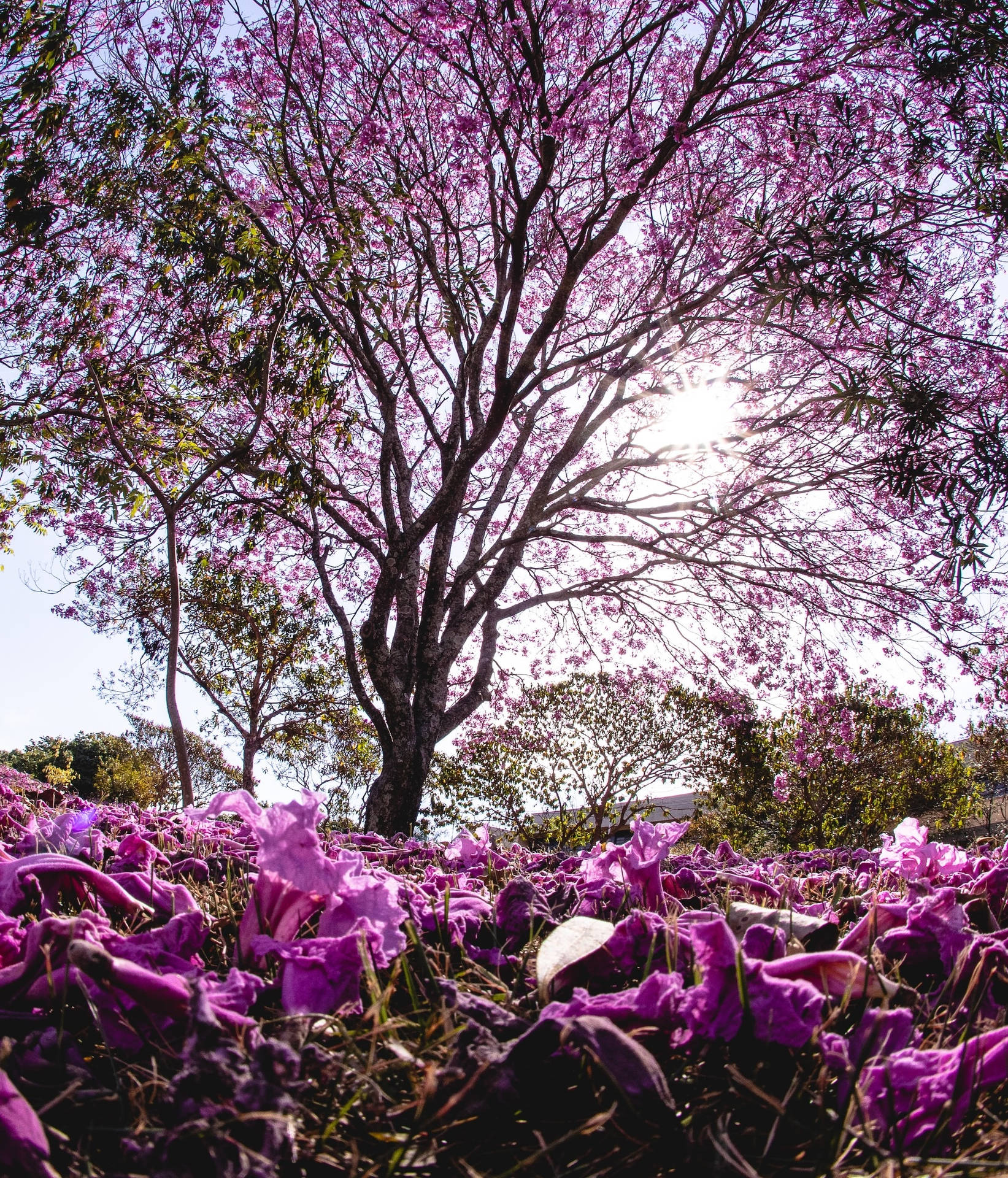 Gorgeous Tree And Purple Bellflowers Background