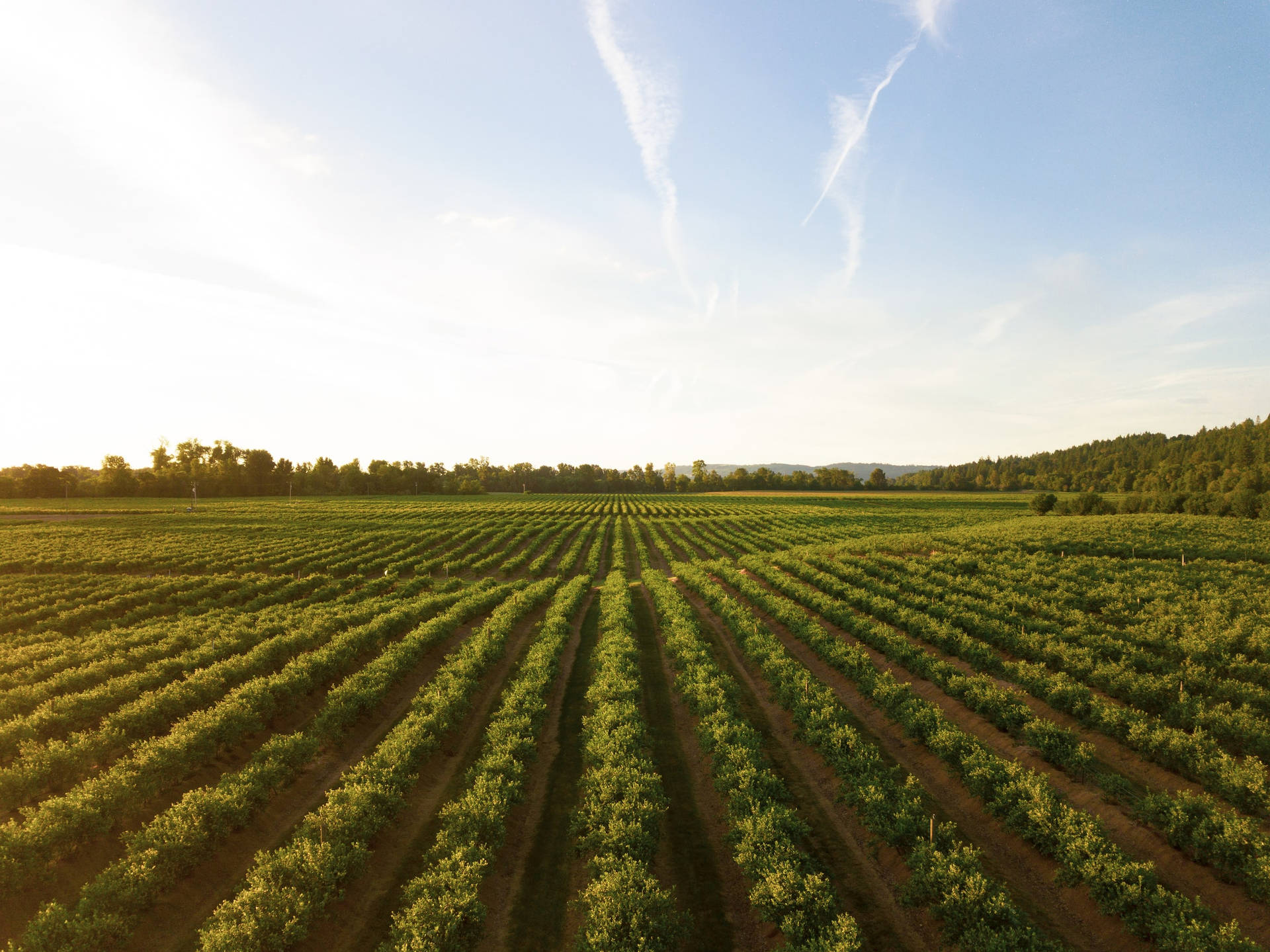 Gorgeous Vineyard Farm Next To Woodland Background