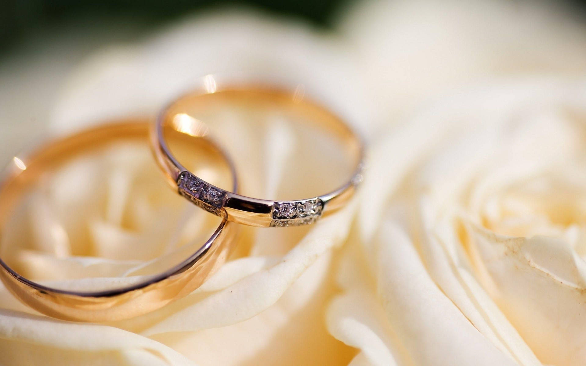 Gorgeous Wedding Rings On White Flower Background