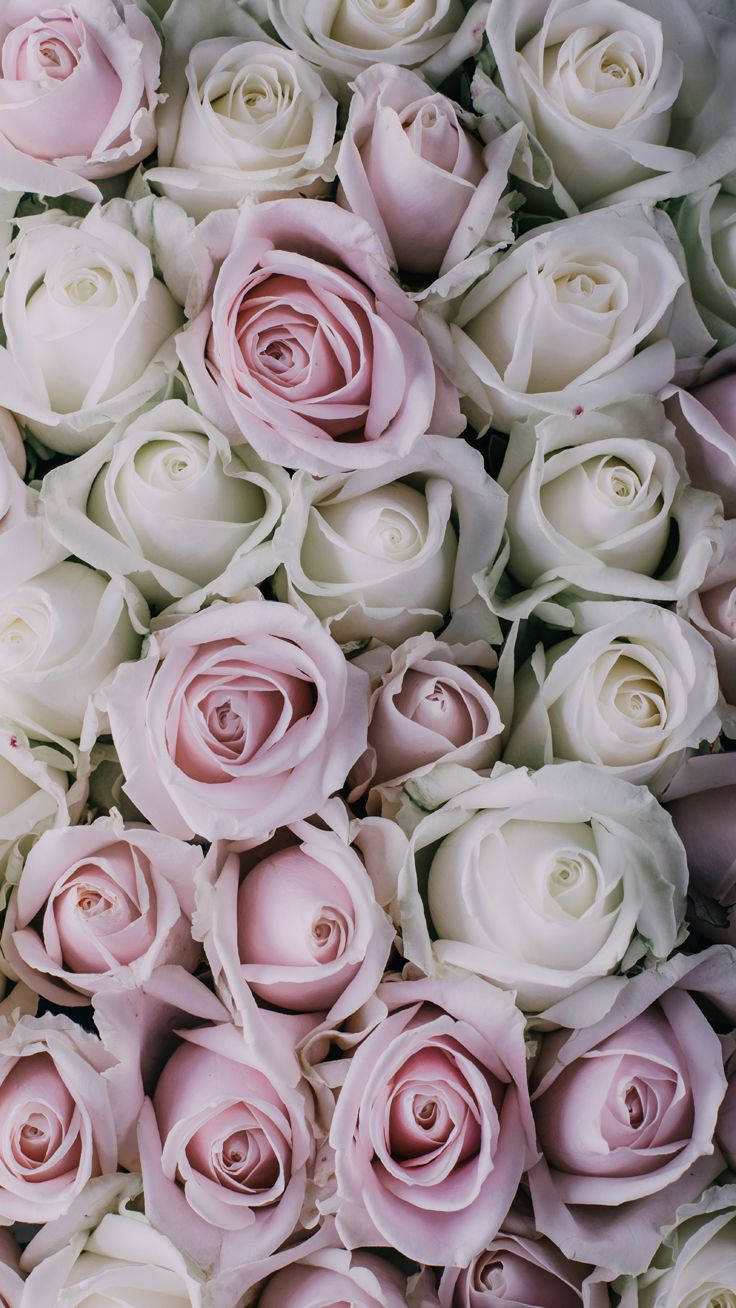 Gorgeous White Rose Iphone Background