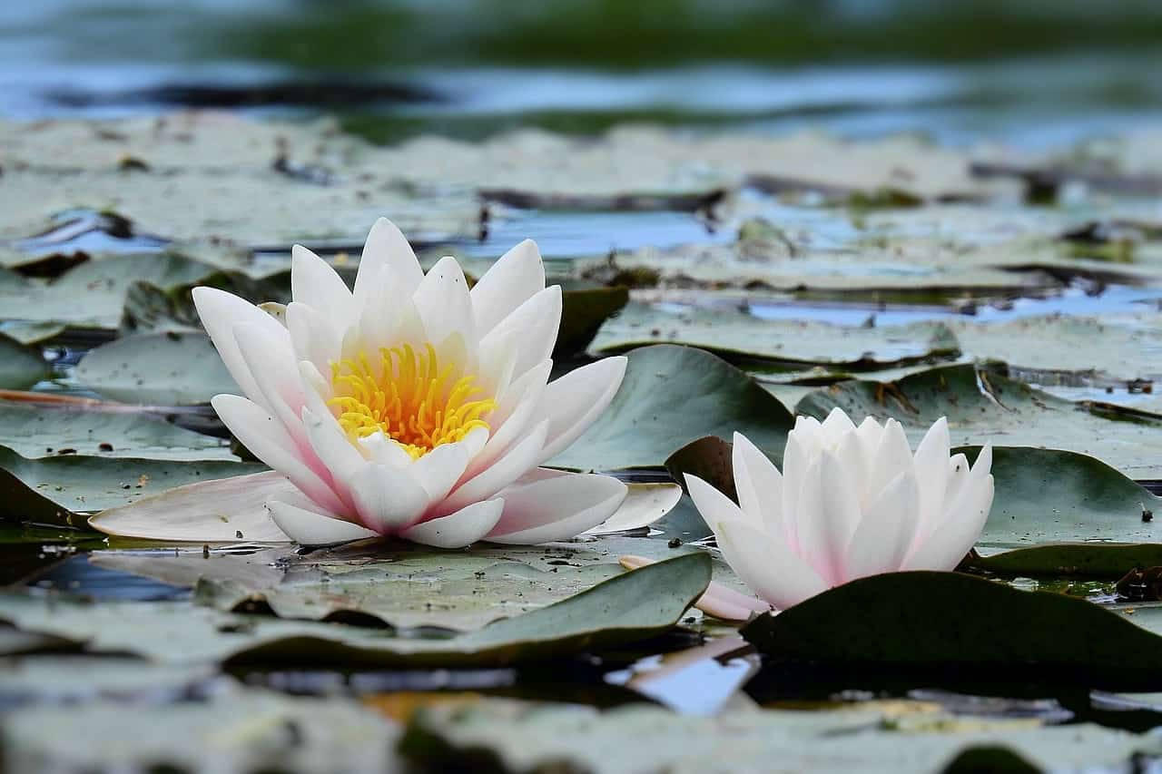 Gorgeous White Water Lilies Background