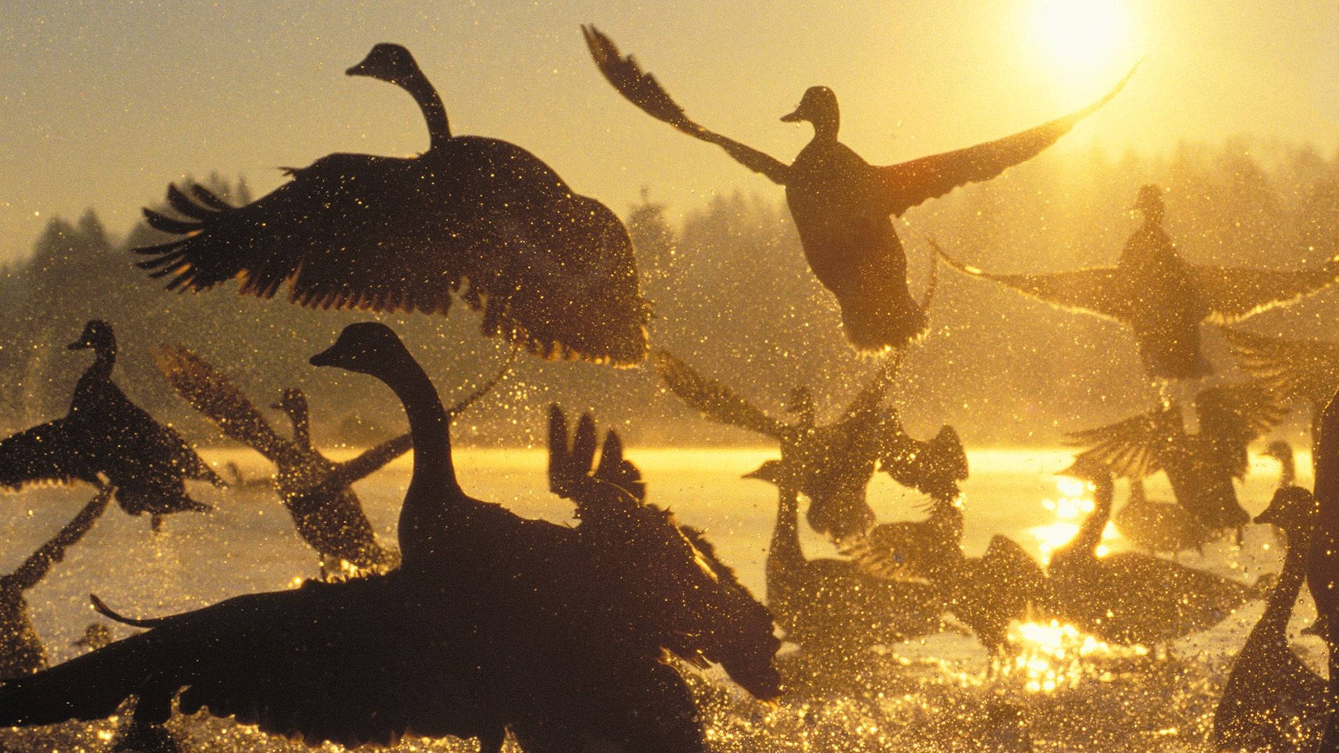 Gorgeous Wild Geese Background