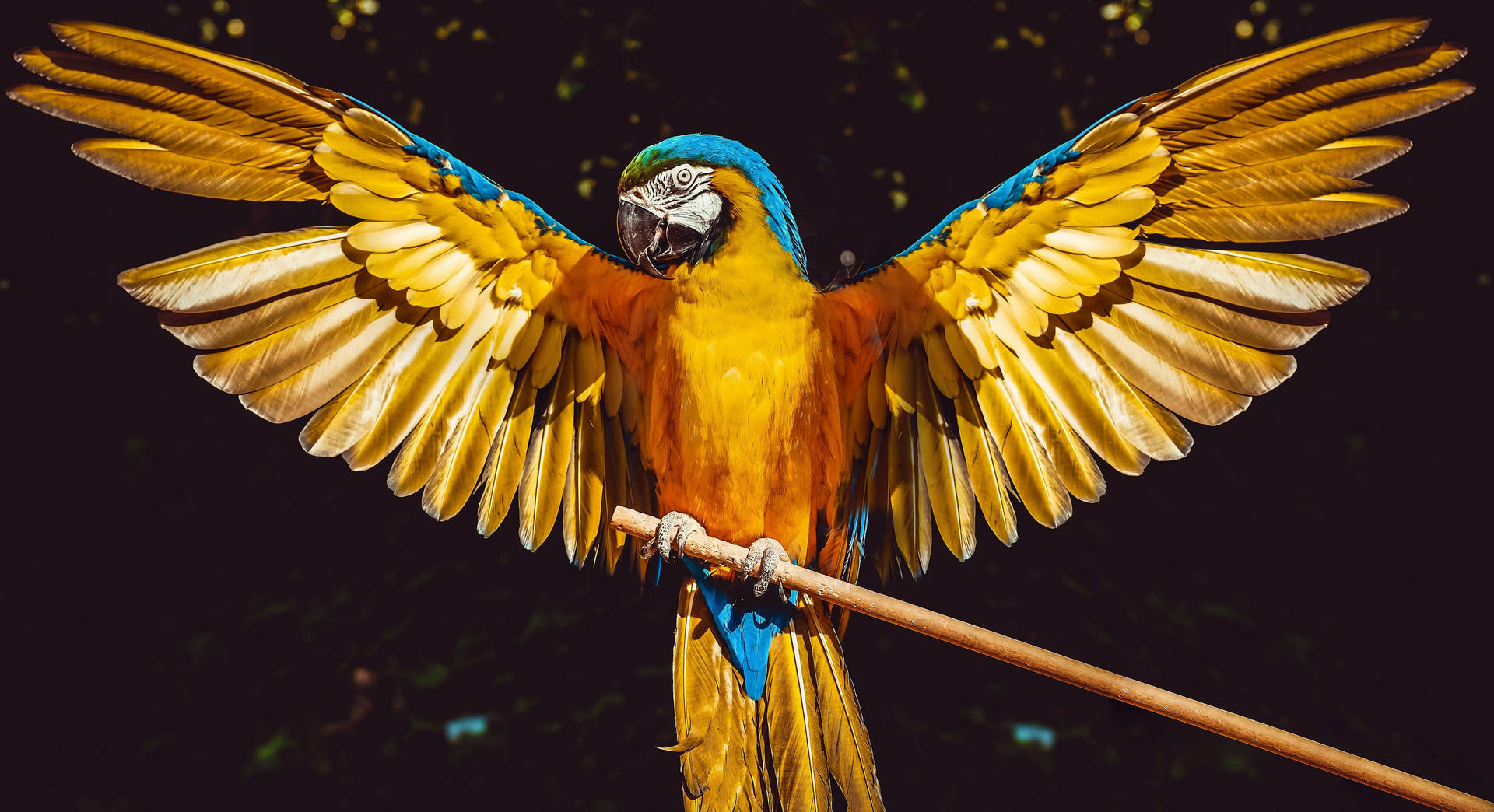 Gorgeous Yellow Bird Background