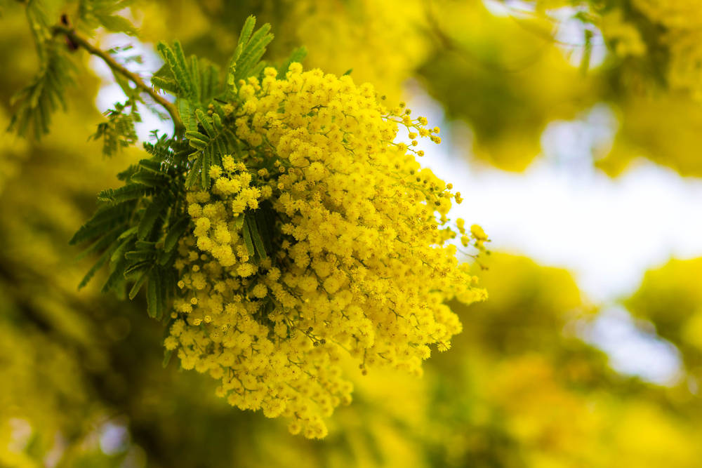 Gorgeous Yellow Mimosa Flowers Background