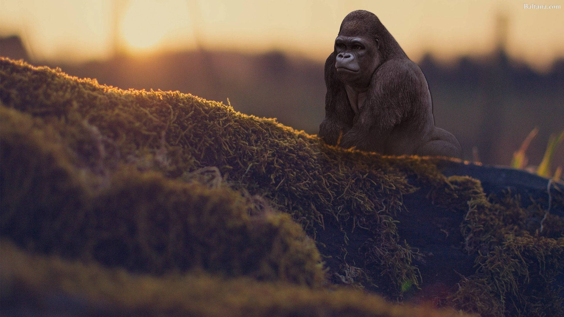 Gorilla Beside A Mountain Slope Background