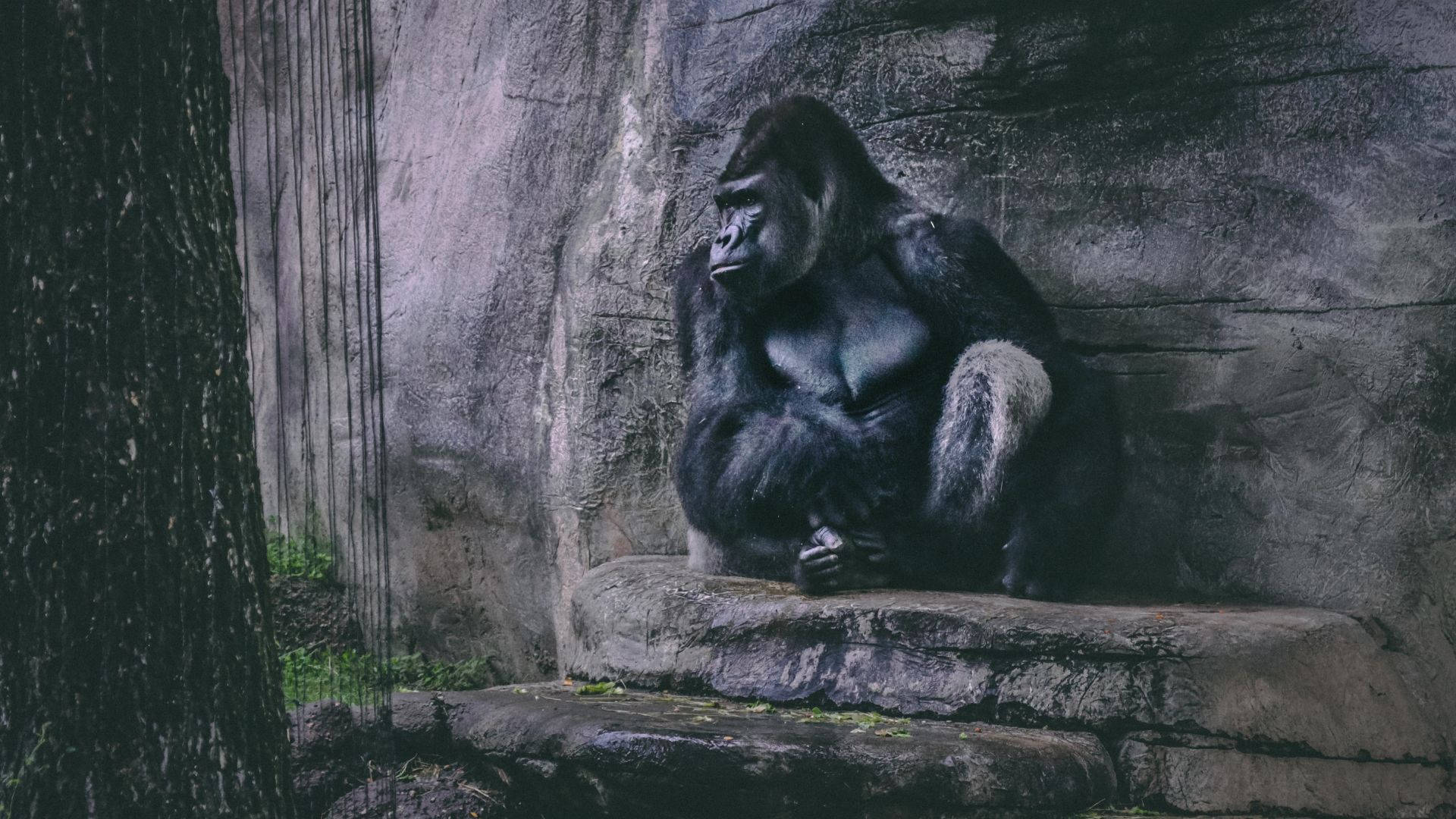 Gorilla Desktop Alone On The Rocks Background