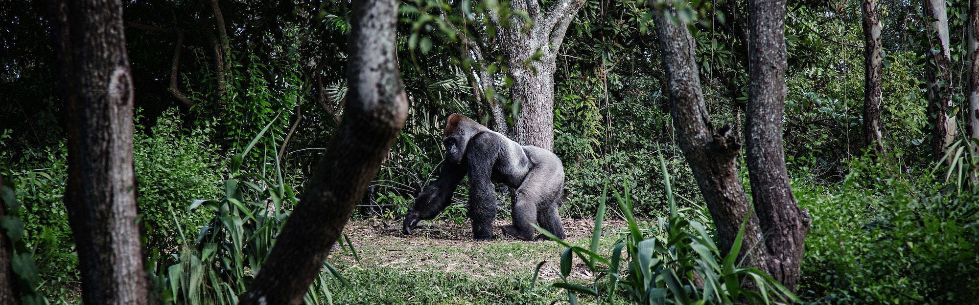 Gorilla In Gabon