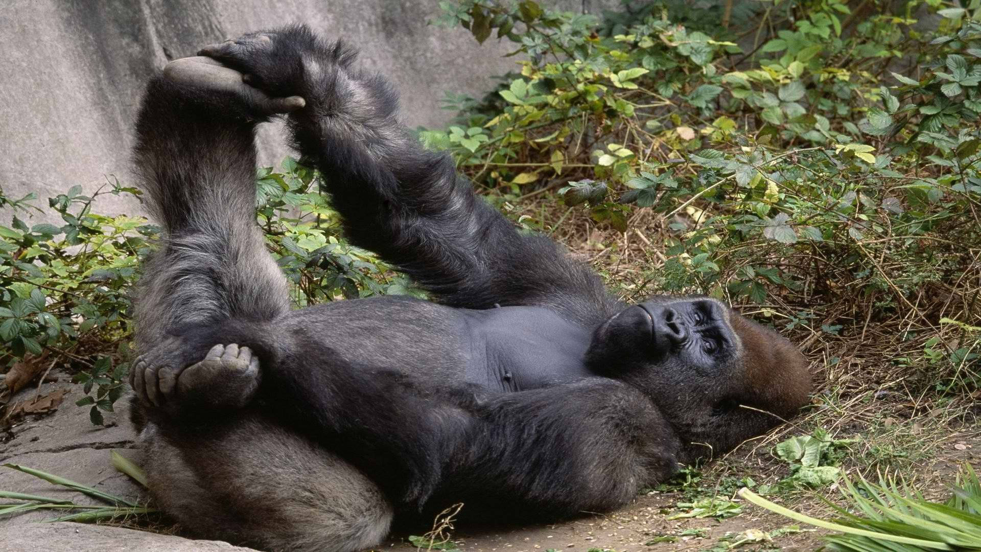 Gorilla Laying On Its Back Background