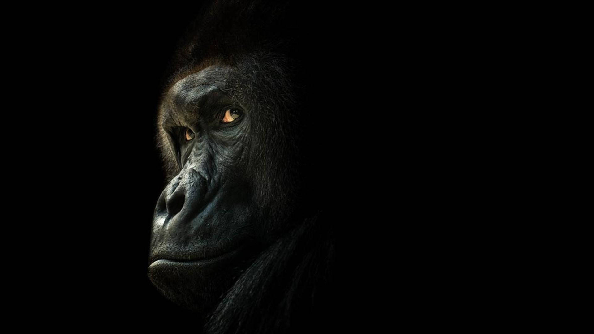 Gorilla Looking Through Its Shoulder