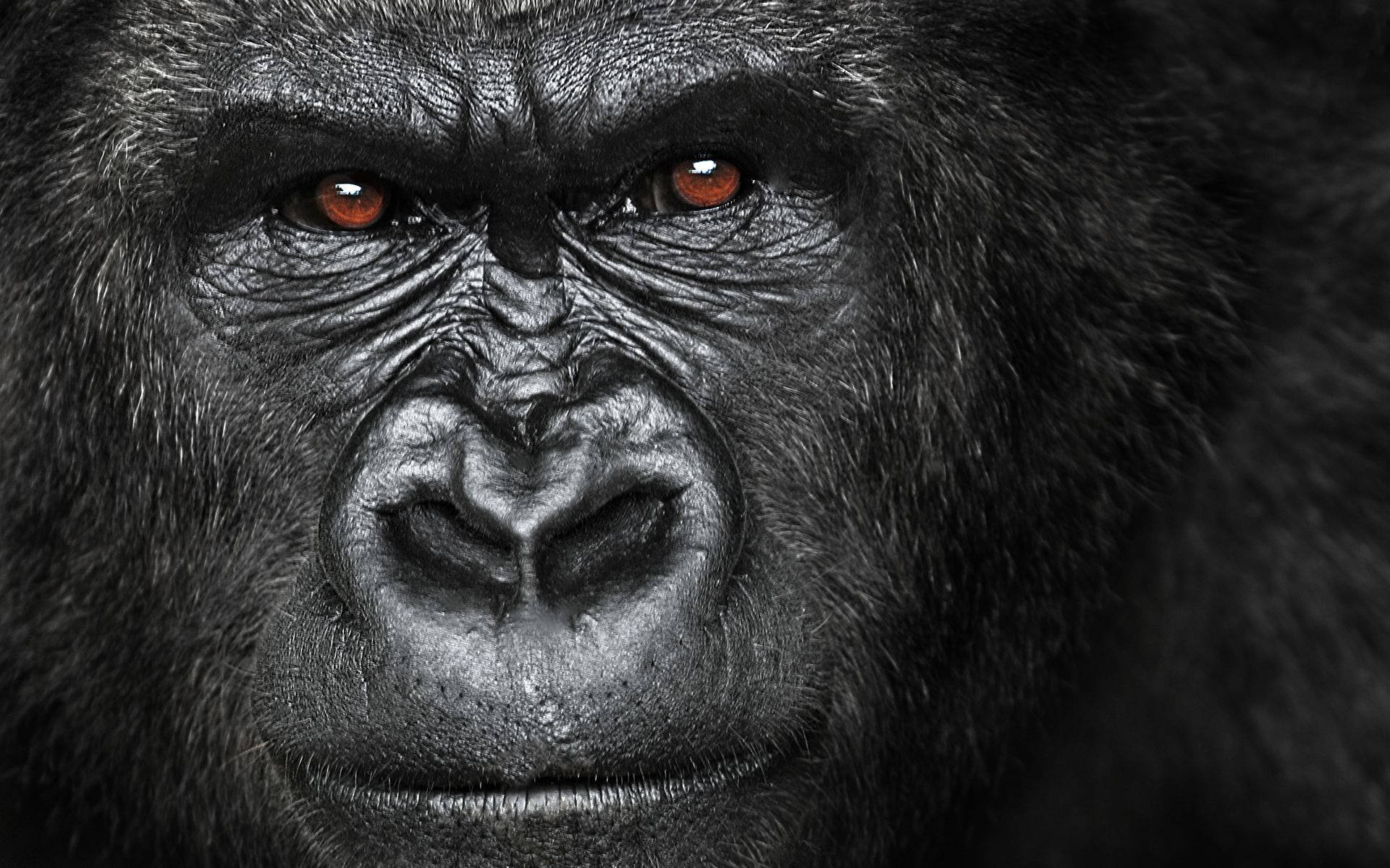 Gorilla's Intelligent And Calculating Eyes Background