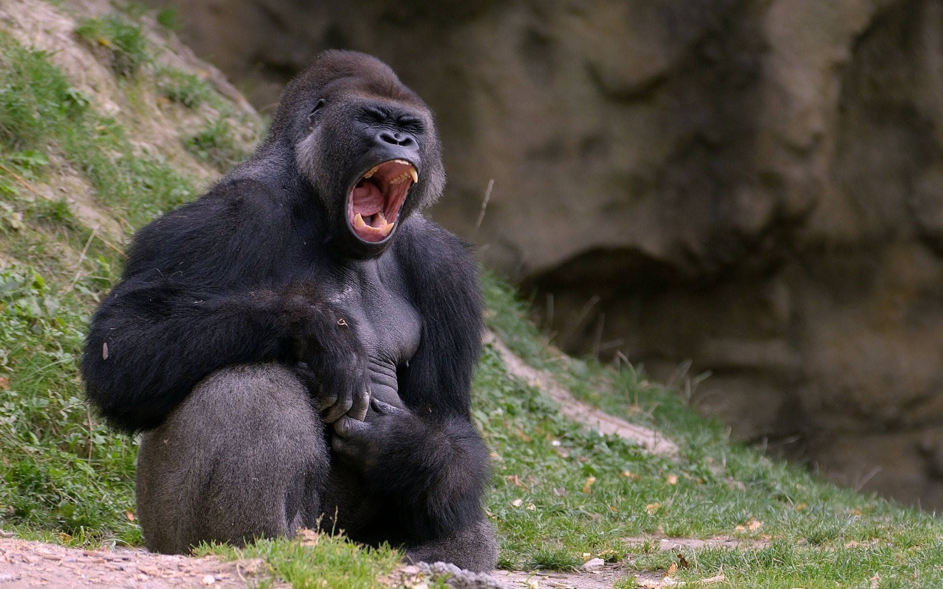 Gorilla Seated While Yawning Background