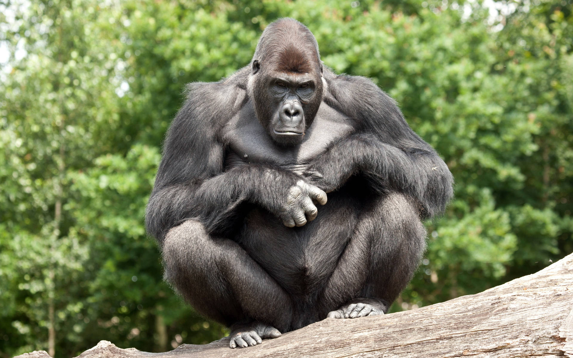 Gorilla Sitting With Bent Knees Background