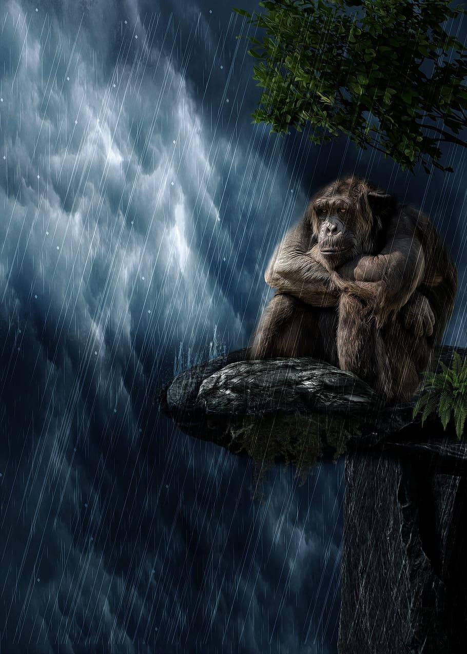 Gorilla Under Rain Art Background