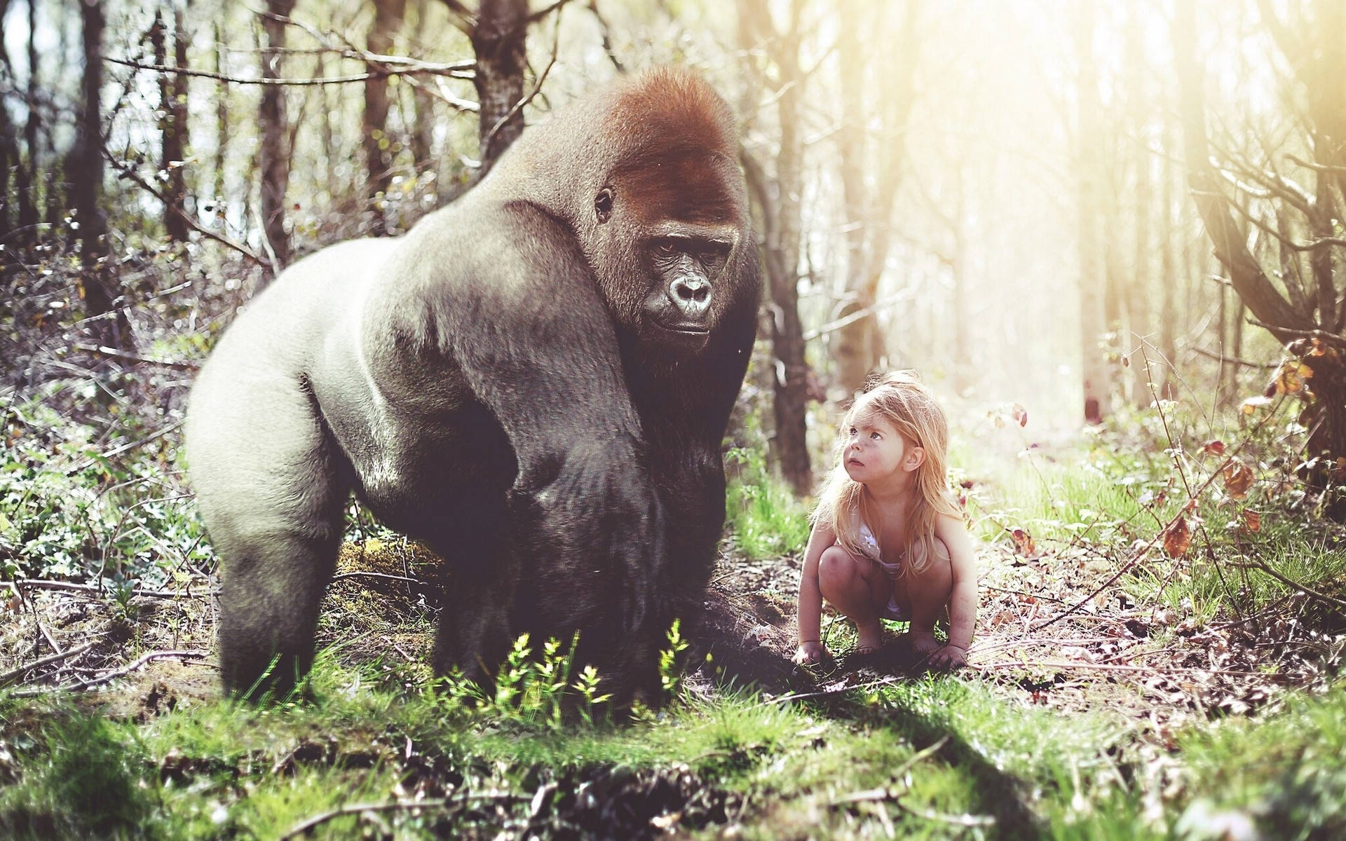 Gorilla With A Female Toddler Background