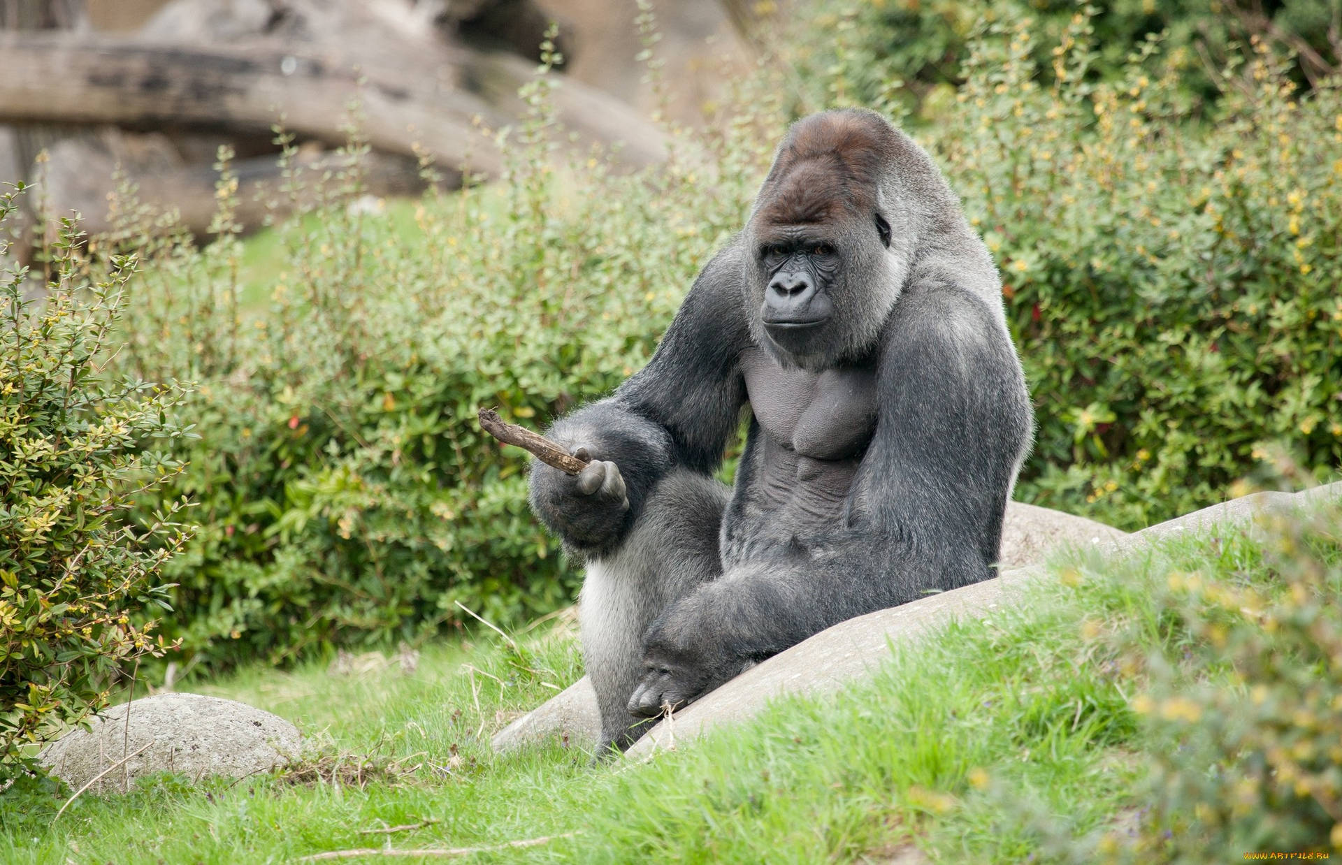 Gorilla With Greyish Coat Background