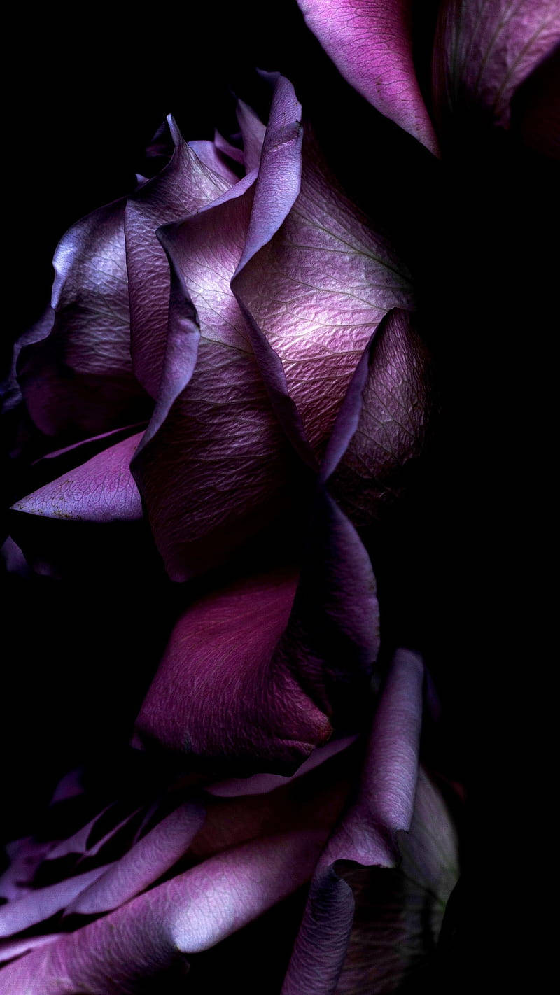 Gothic Black And Purple Aesthetic Flowers