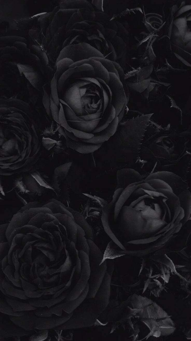 Gothic Flower Black Rose Iphone Background