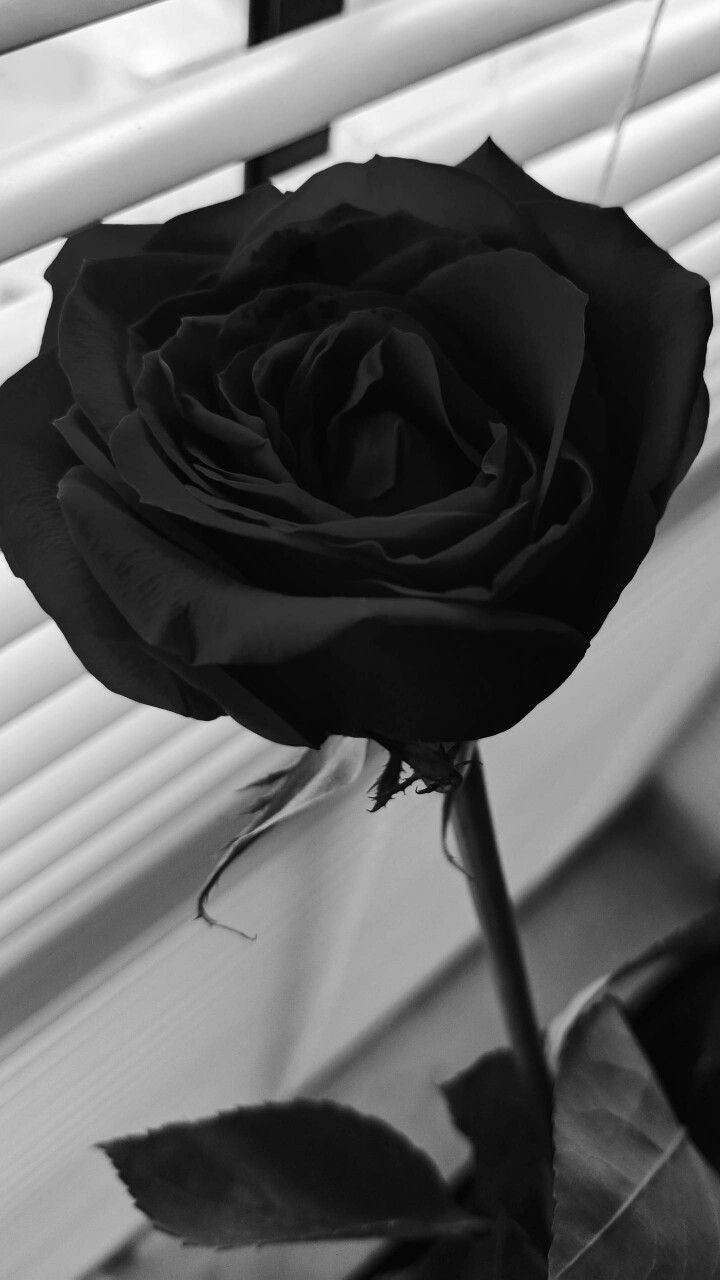 Gothic Flower Strain Black Rose Iphone Background