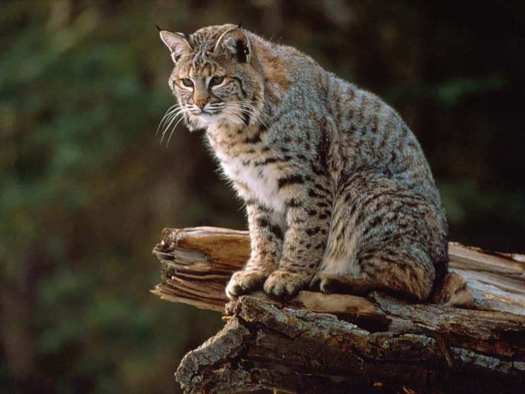 Graceful Bobcat In Natural Habitat Background