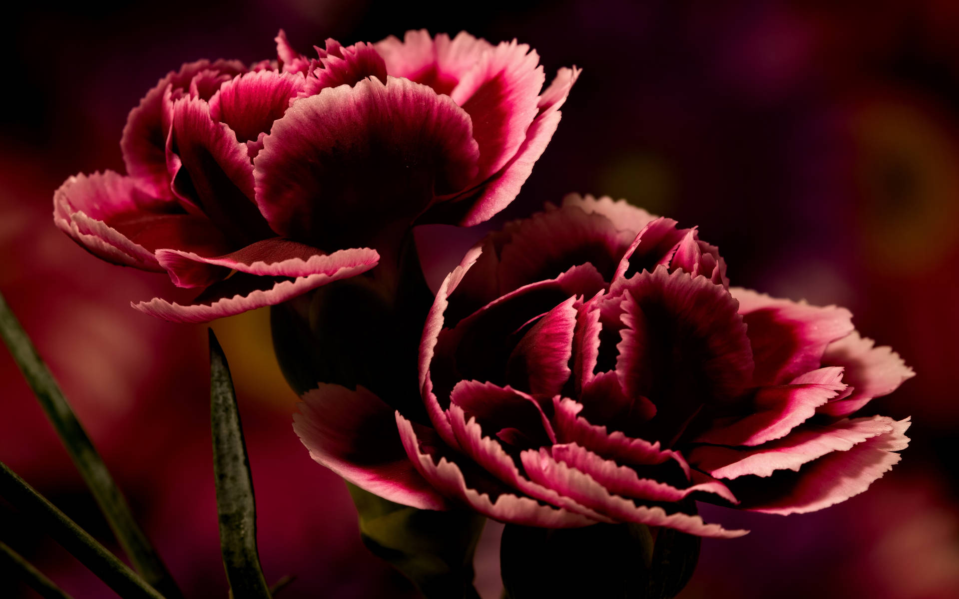 Graceful Burgundy Carnations