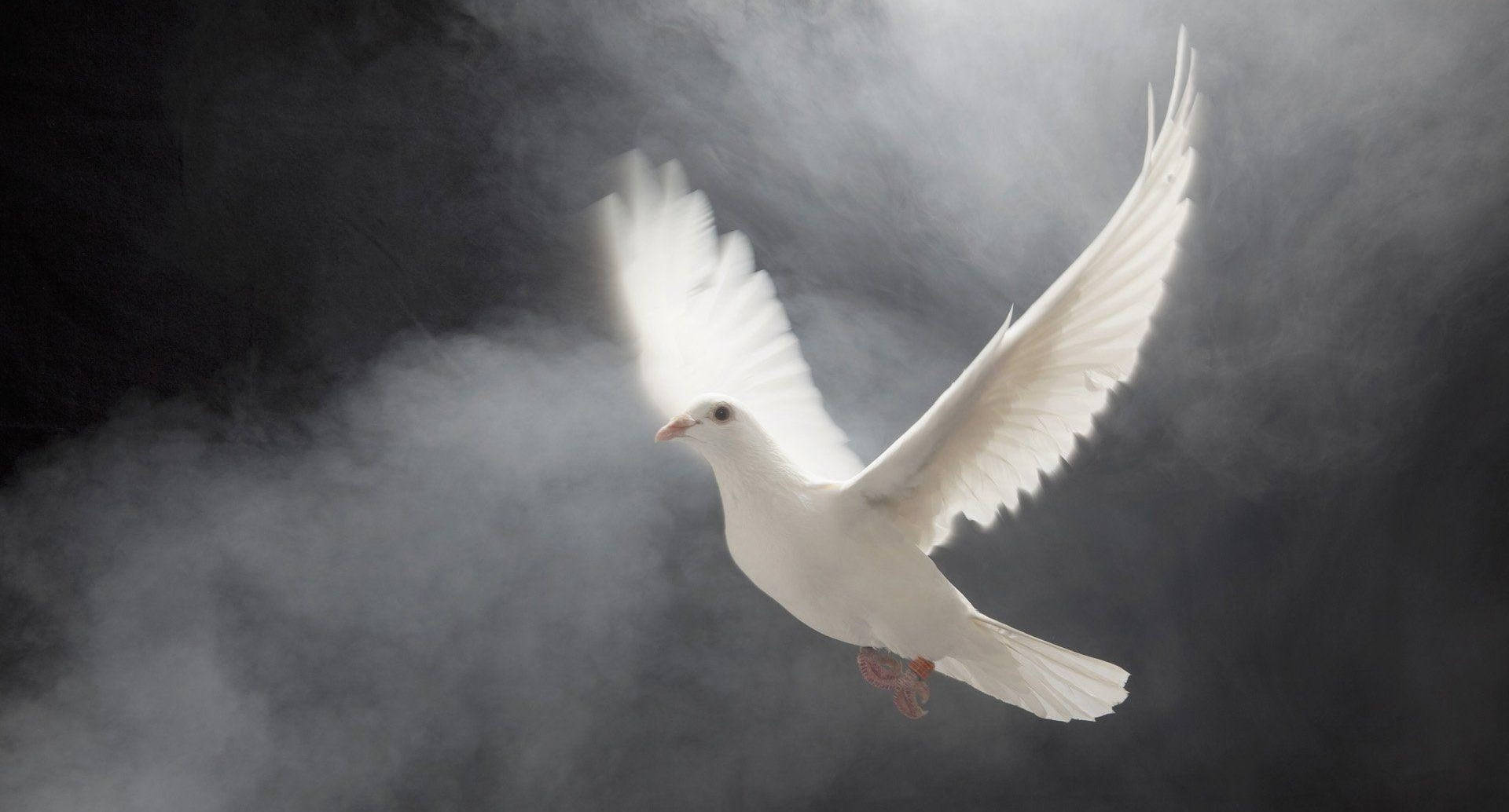 Graceful Flying White Dove In Smoke Background