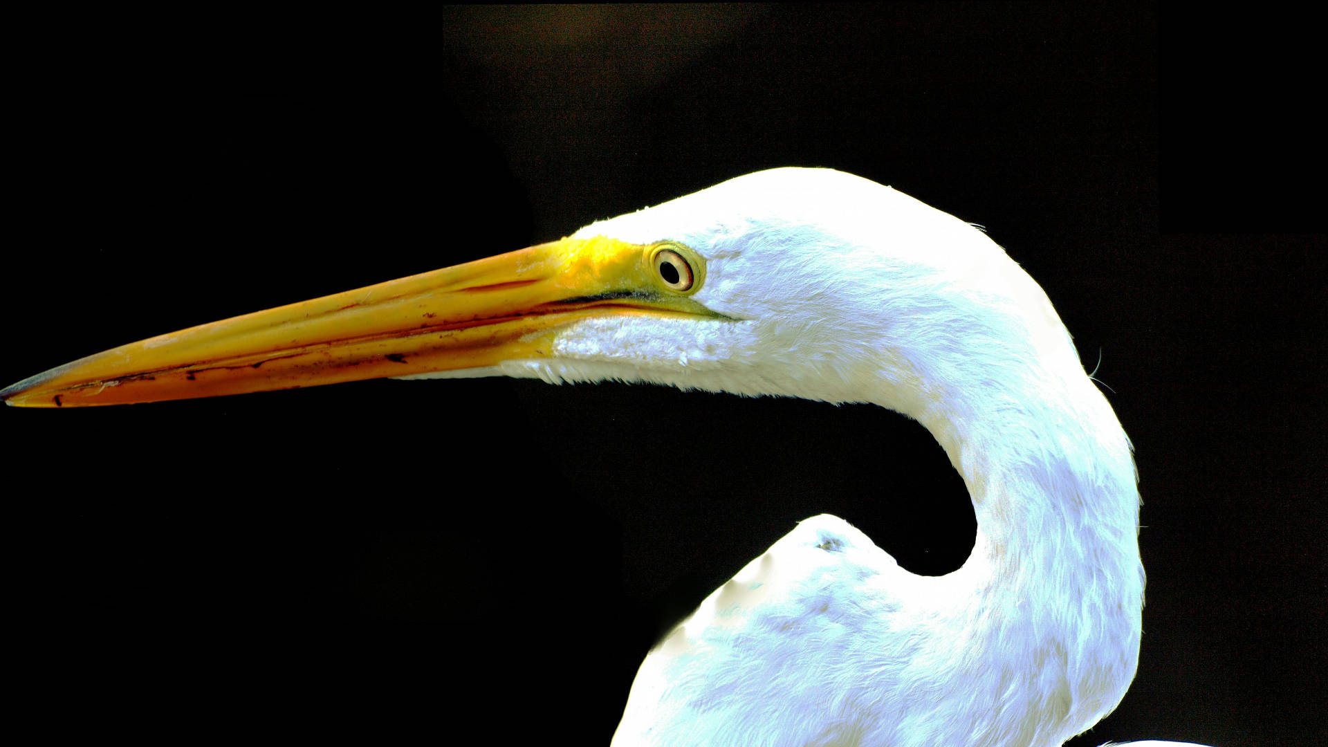 Graceful Great Egret In Everglades National Park