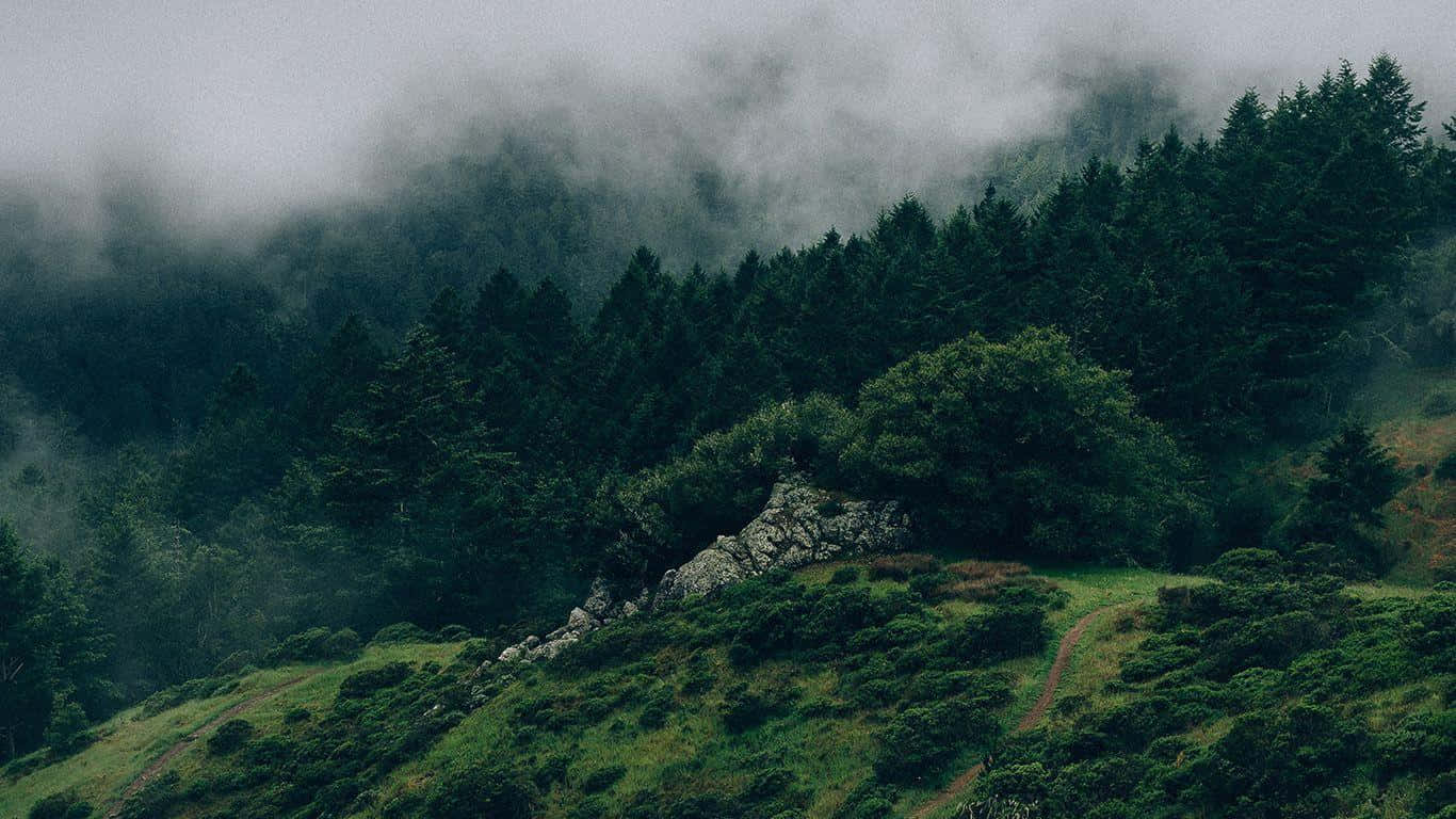 Graceful Green Aesthetic Desktop Wallpaper Background