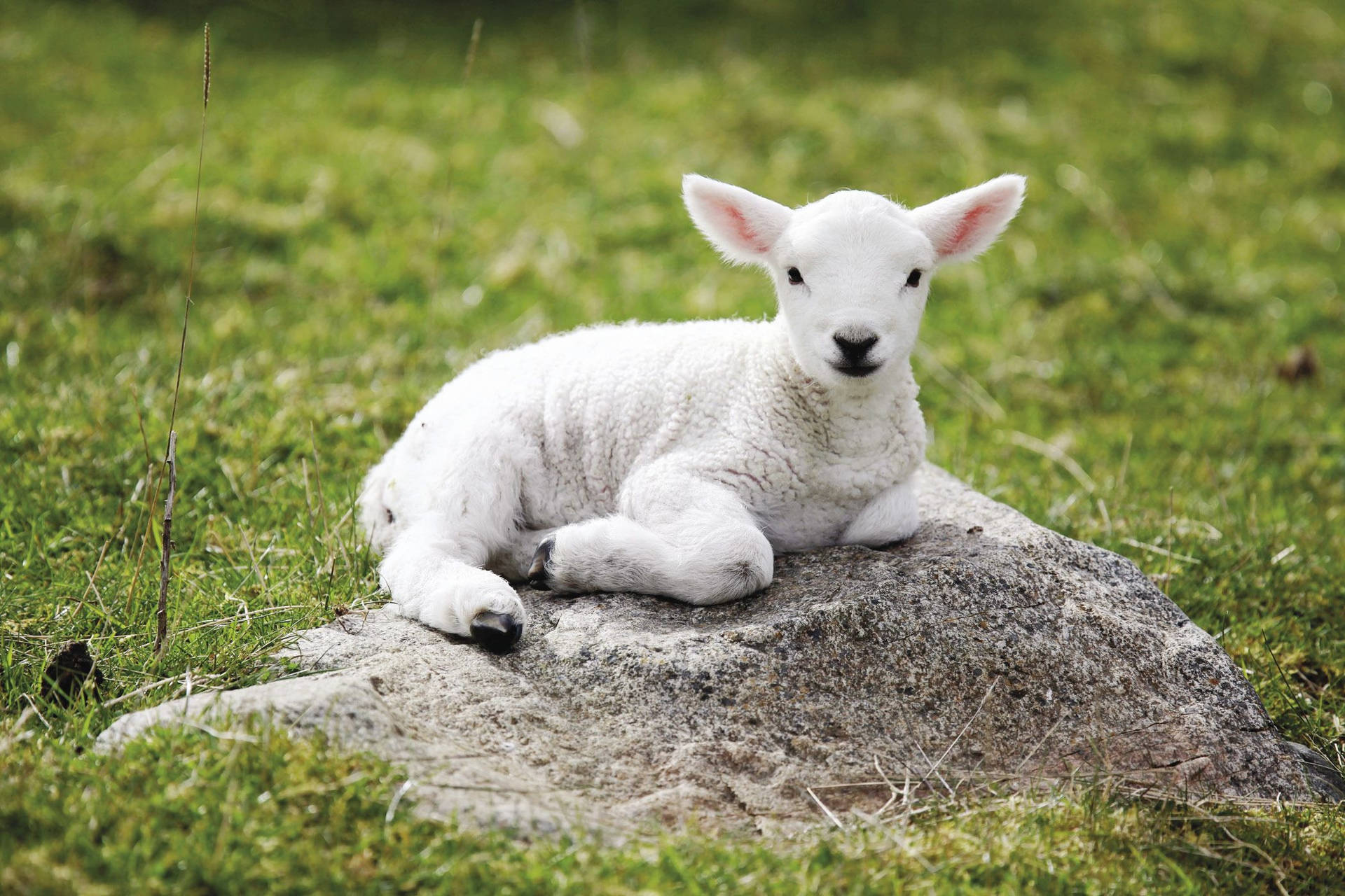 Graceful Lamb Grazing In The Wilderness Background