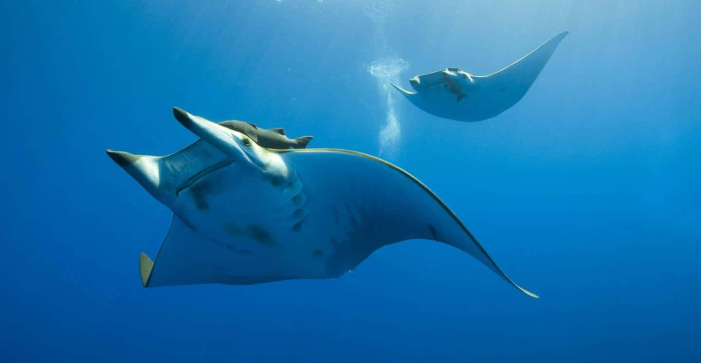 Graceful Manta Ray Gliding Through The Deep Blue Sea Background