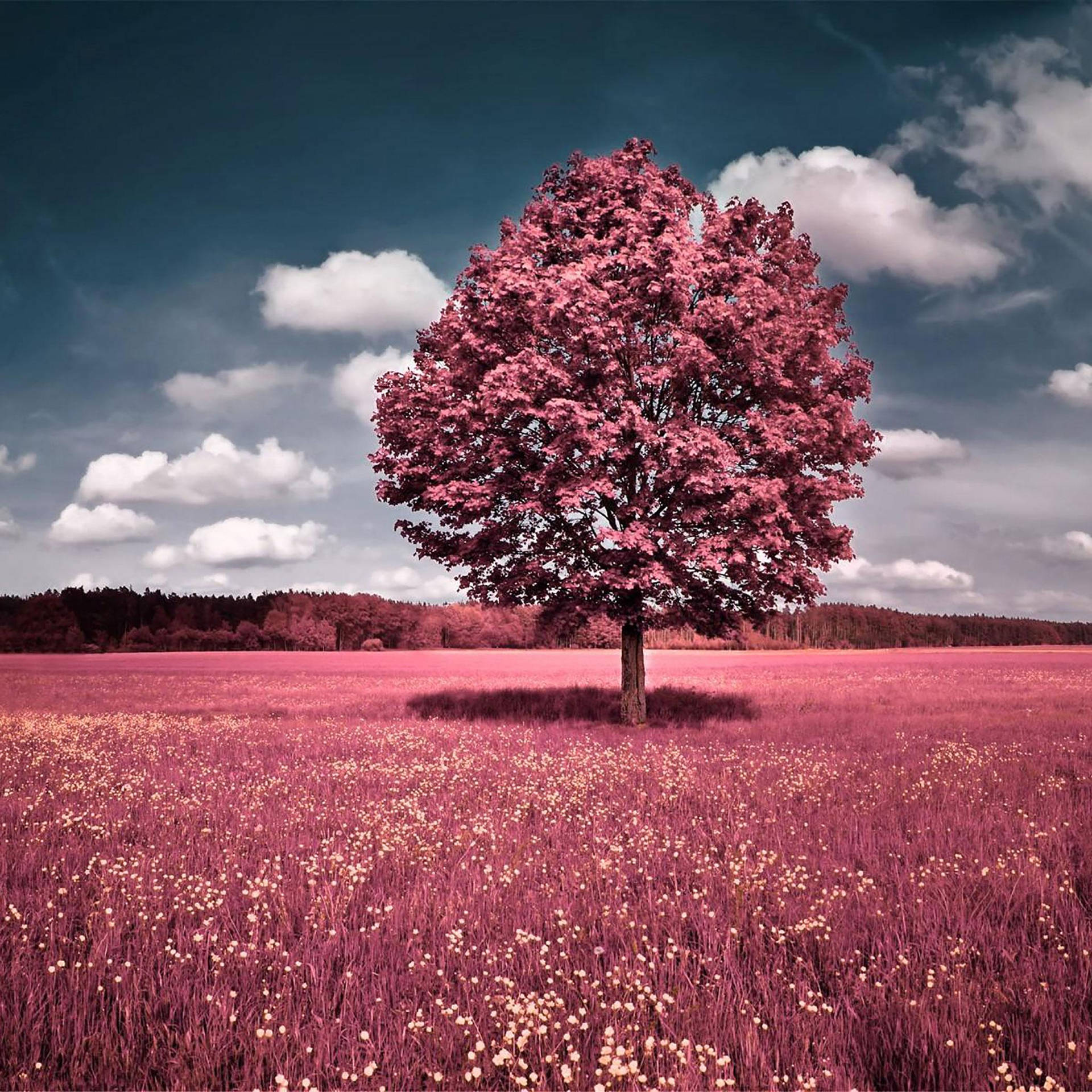 Graceful Pink Tree On Gorgeous Landscape - Free Ipad Wallpaper Background