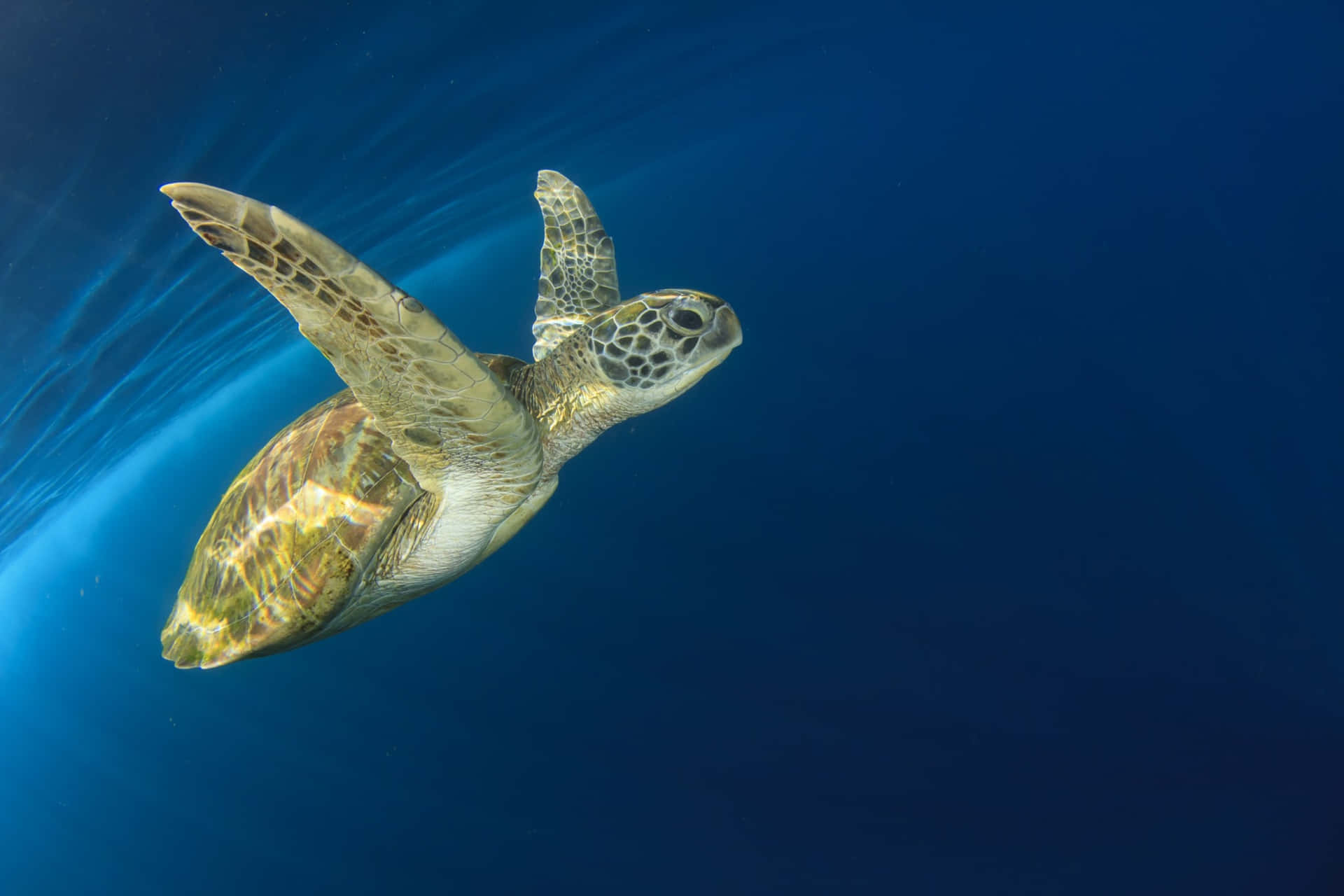 Graceful Sea Turtle Swimming