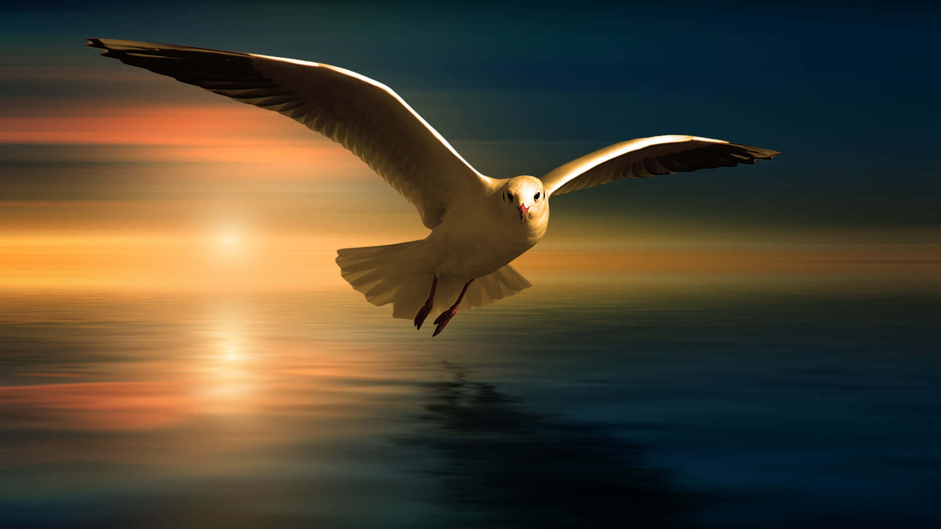 Graceful Seagull In Flight Background