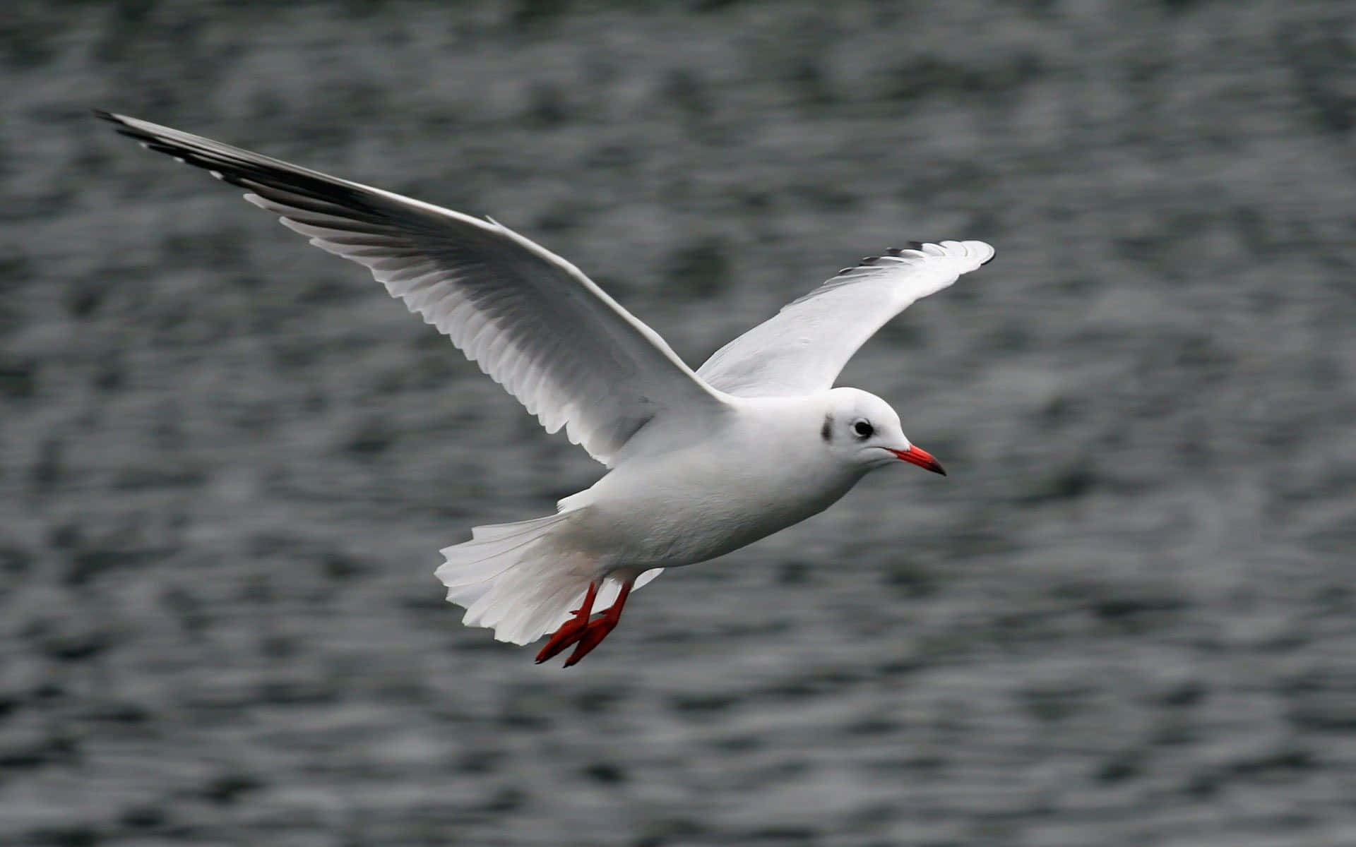 Graceful Seagull Soaring High In The Sky Background