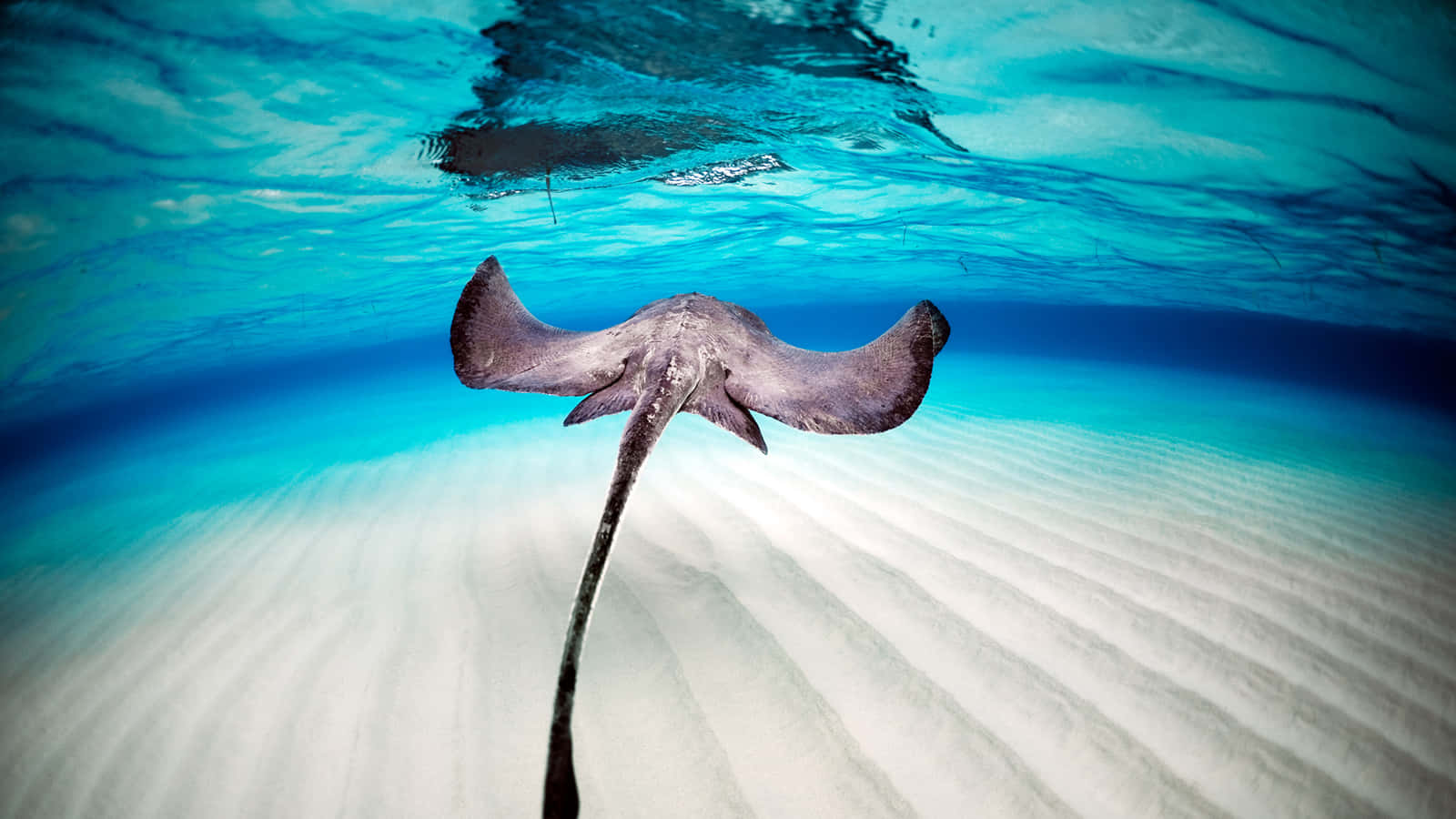 Graceful Stingray Gliding In The Deep Blue Sea Background