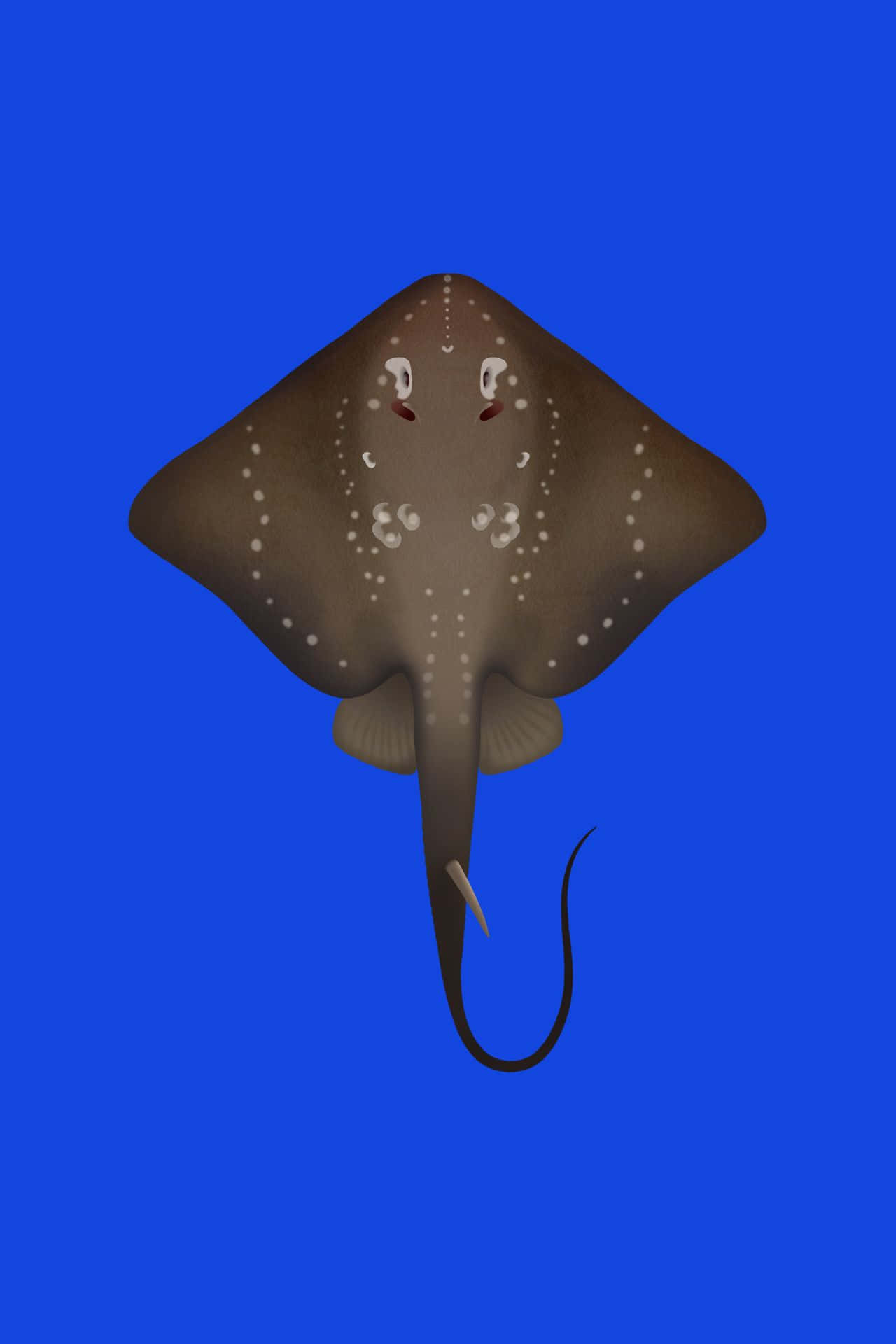 Graceful Stingray In The Ocean Depths