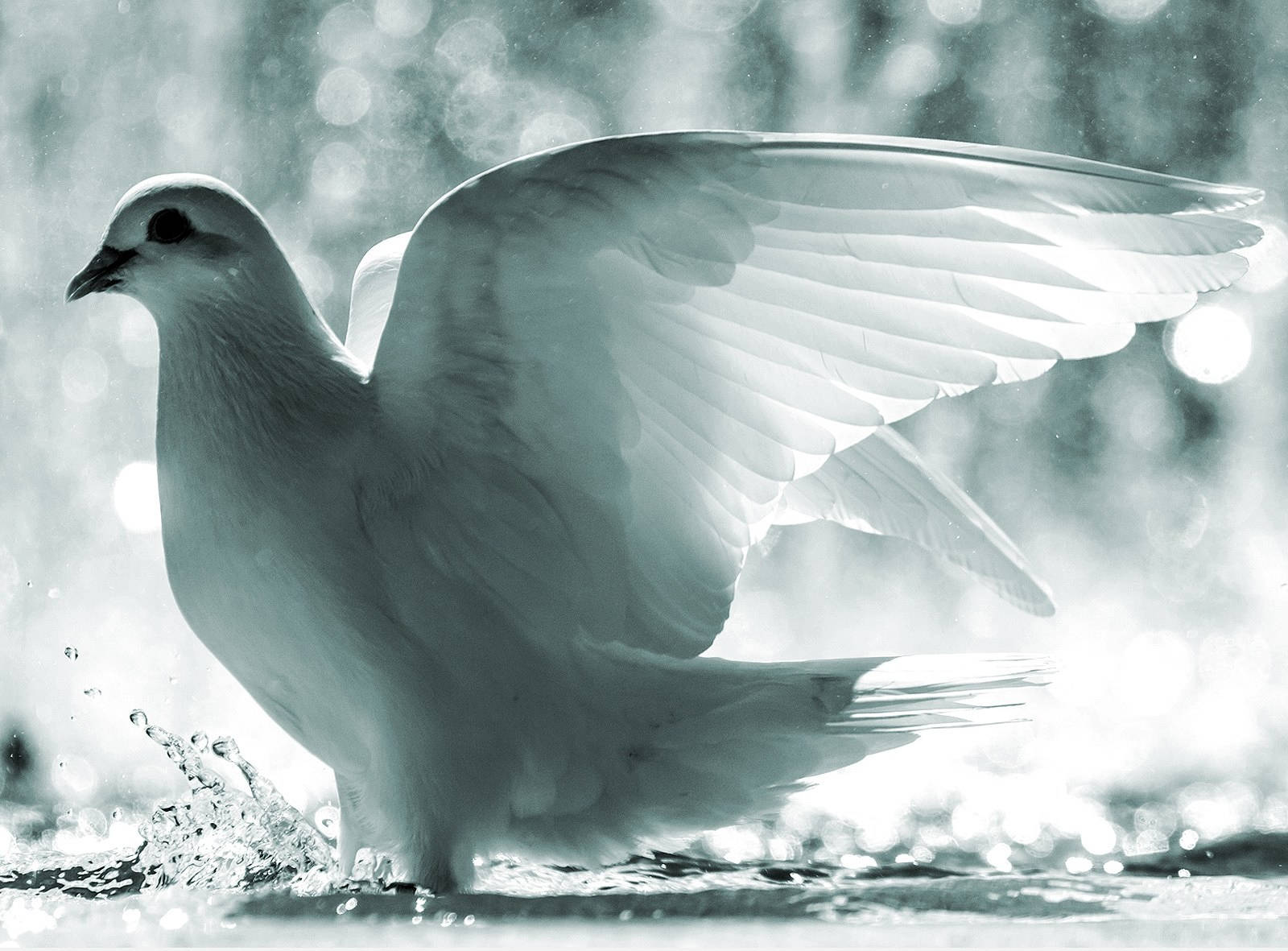 Graceful White Dove Swimming In Tranquil Waters Background