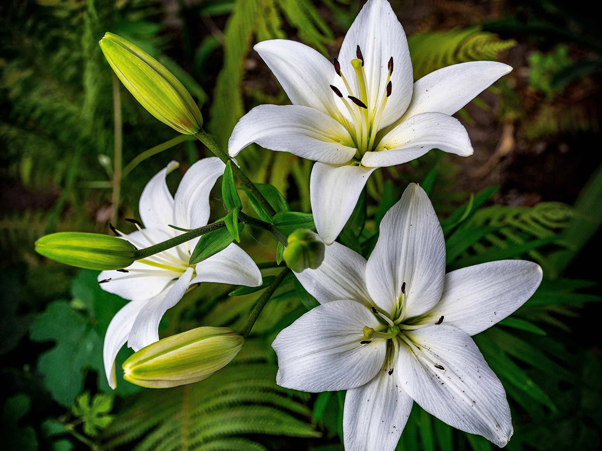 Graceful White Lily Flowers Background